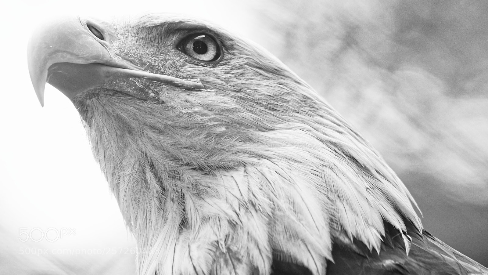 Canon EOS 70D sample photo. American photography