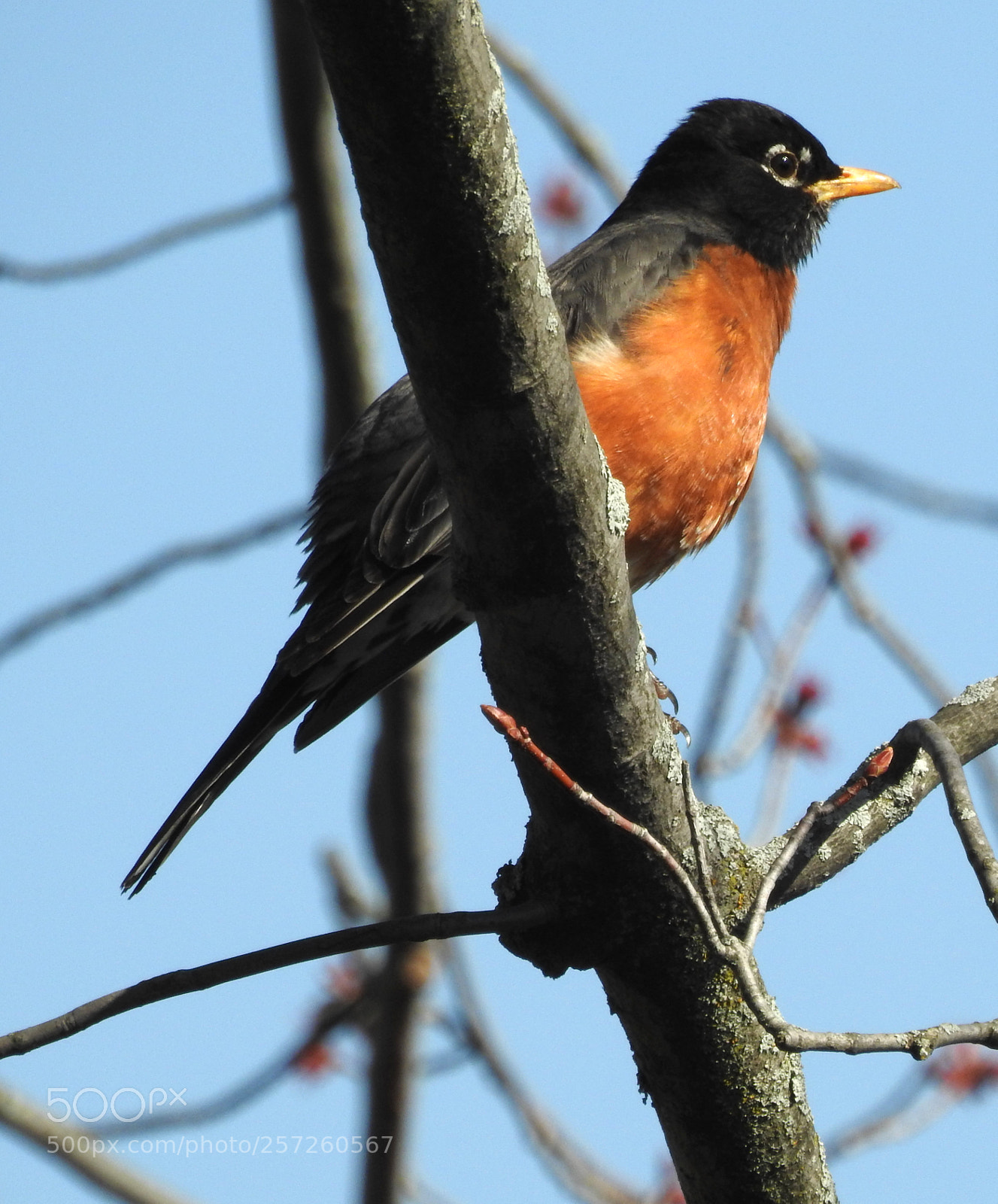 Nikon Coolpix P900 sample photo. Spring robin ll photography