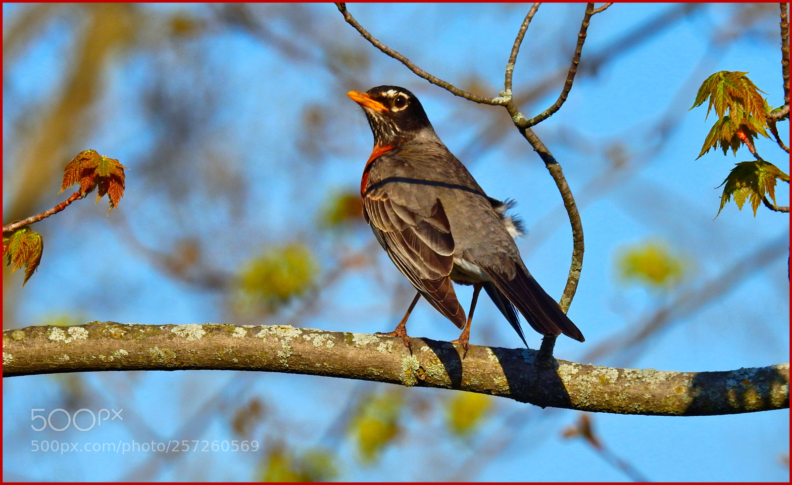 Nikon Coolpix P900 sample photo. Spring robin photography
