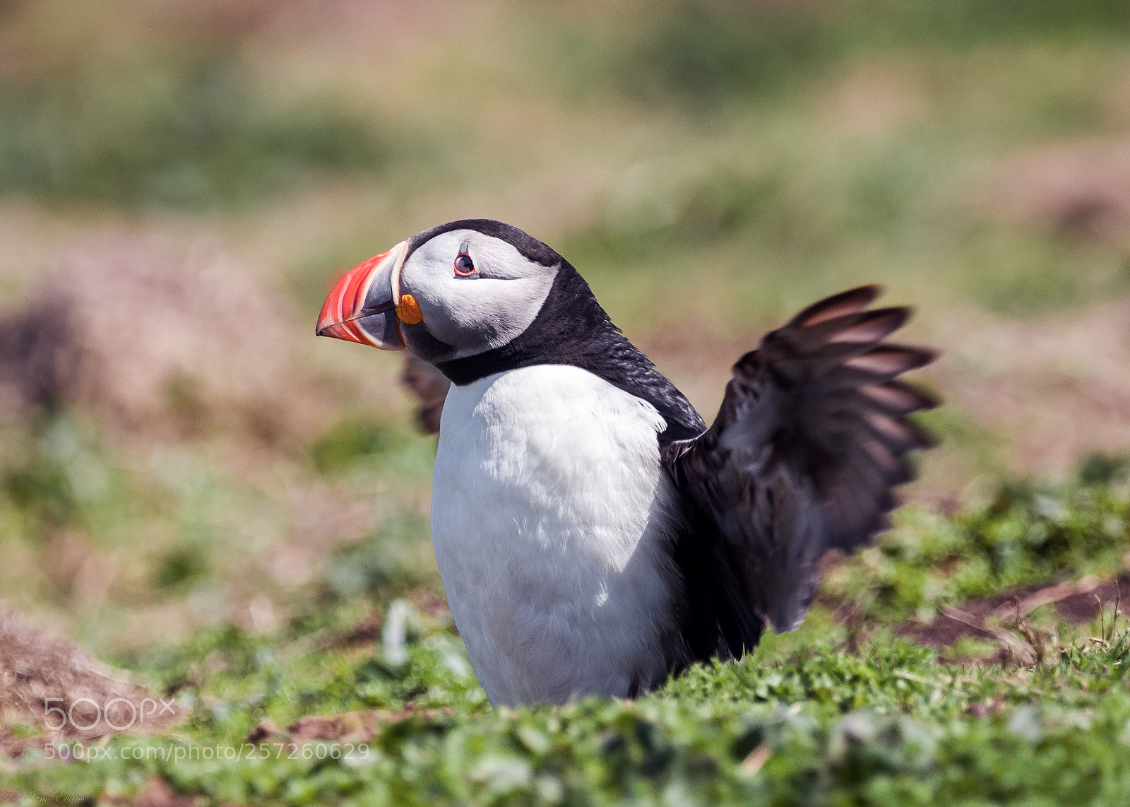 Nikon D300 sample photo. Puffin'wings photography