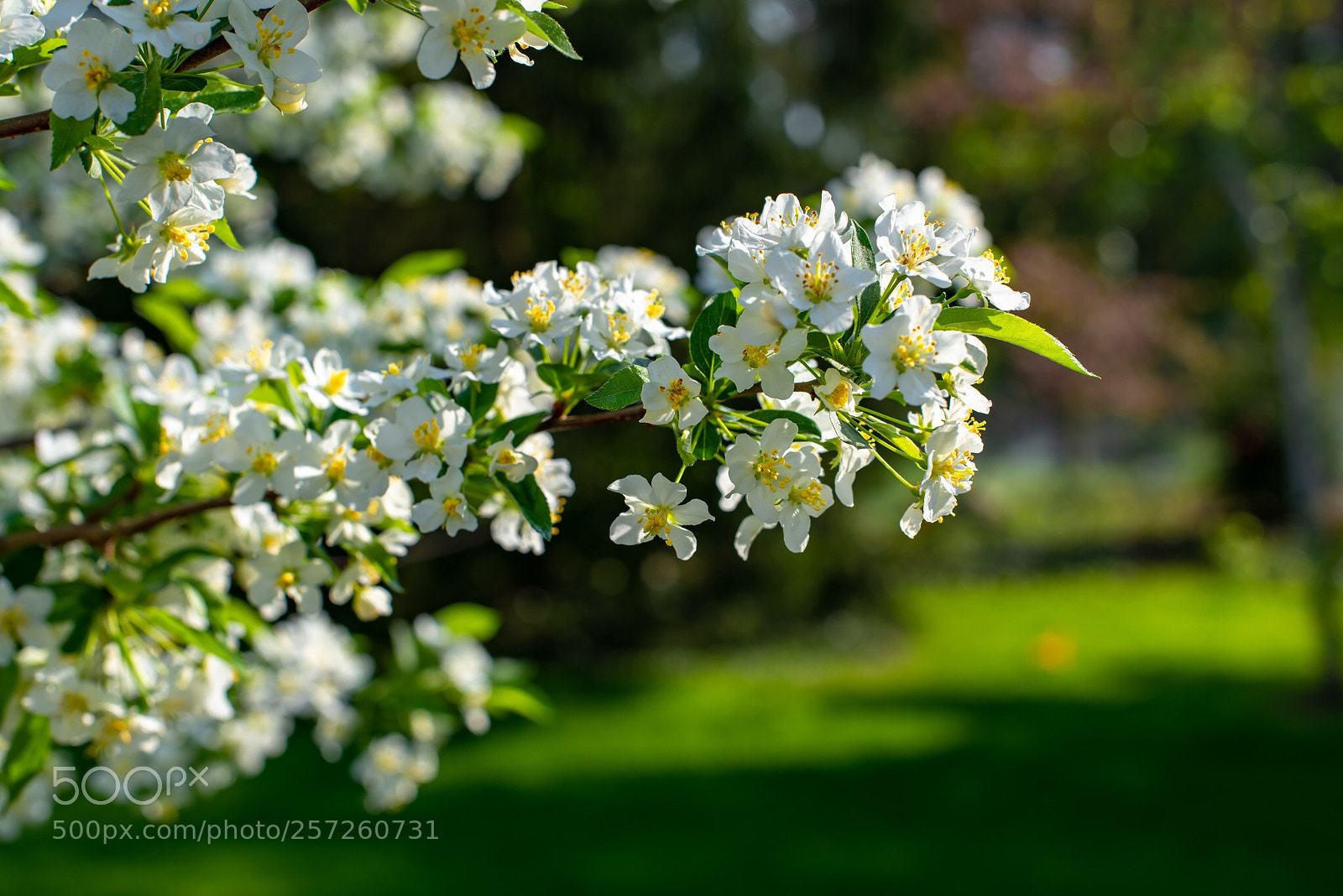 Nikon D810 sample photo. Bathed in sunlight  photography