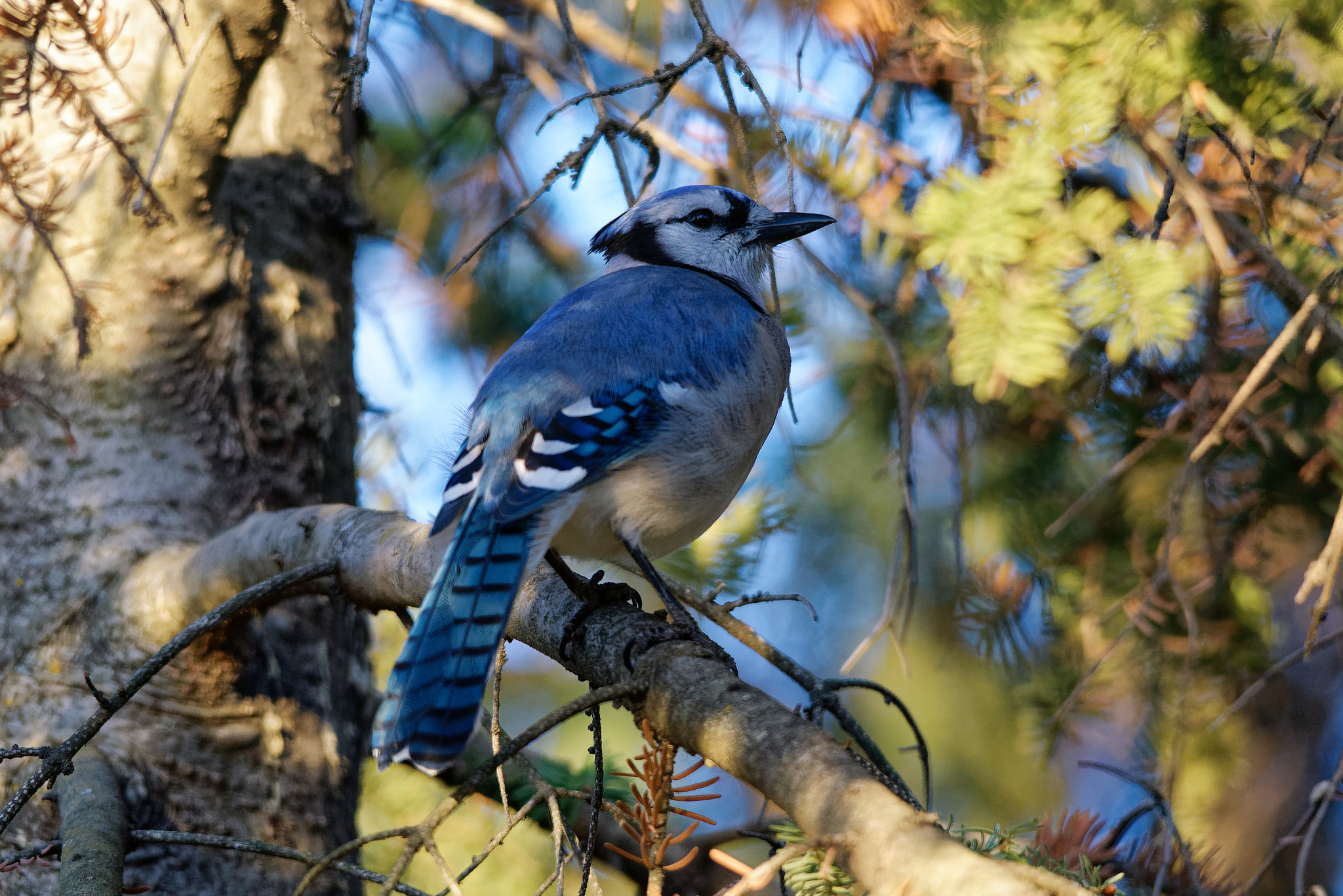 Sigma 150-500mm F5-6.3 DG OS HSM sample photo. Blue jay photography