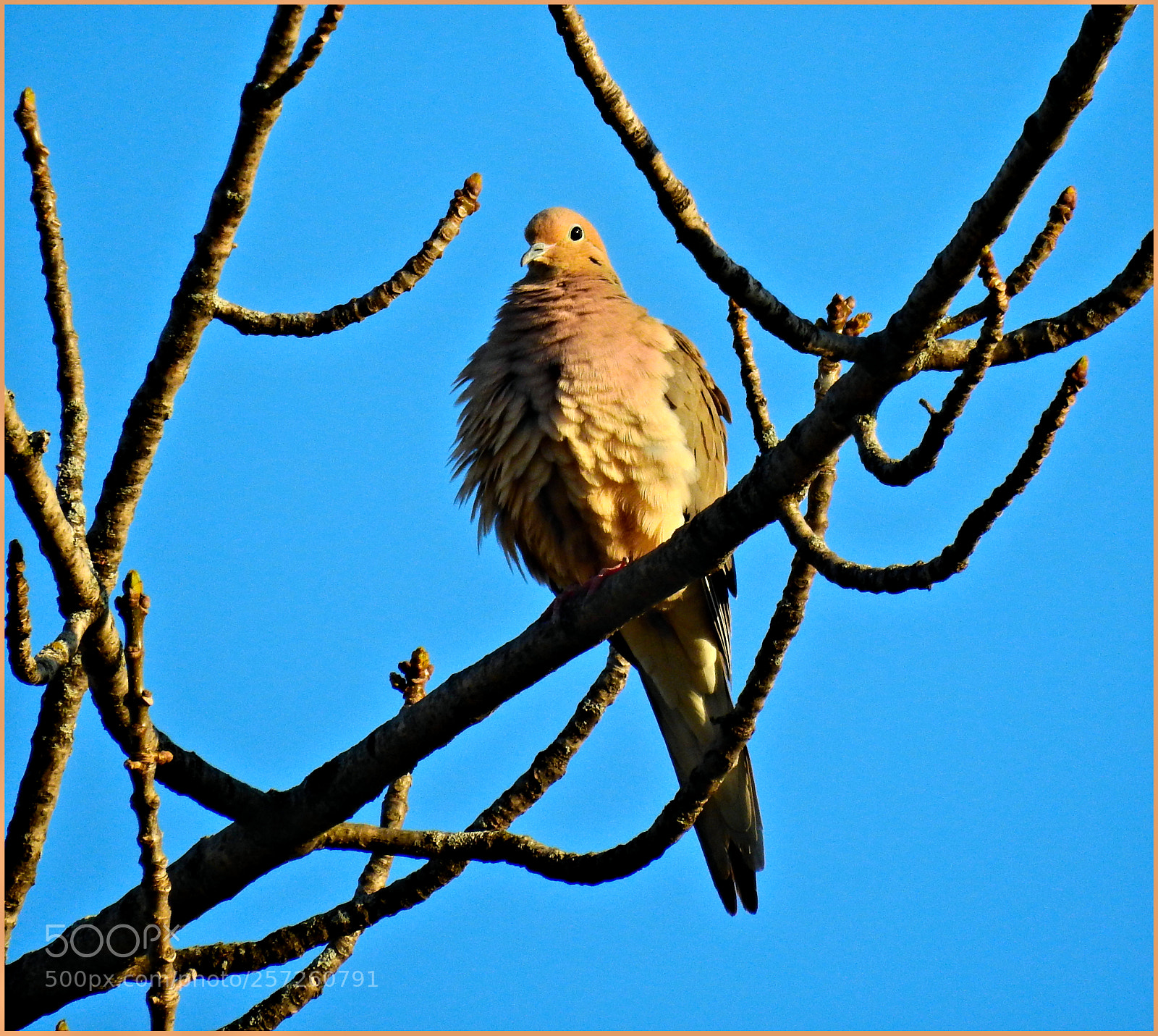Nikon Coolpix P900 sample photo. Mourning dove ll photography