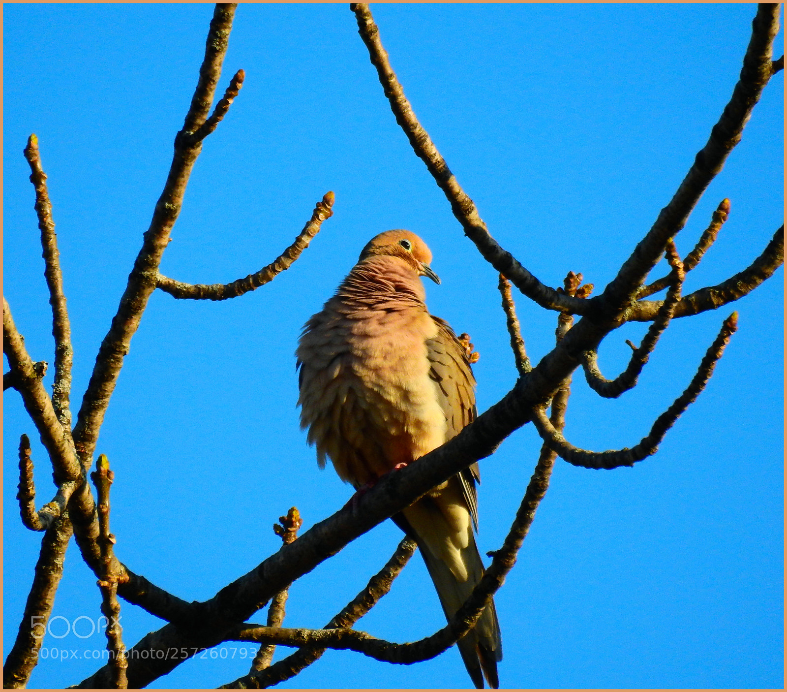 Nikon Coolpix P900 sample photo. Mourning dove lll photography