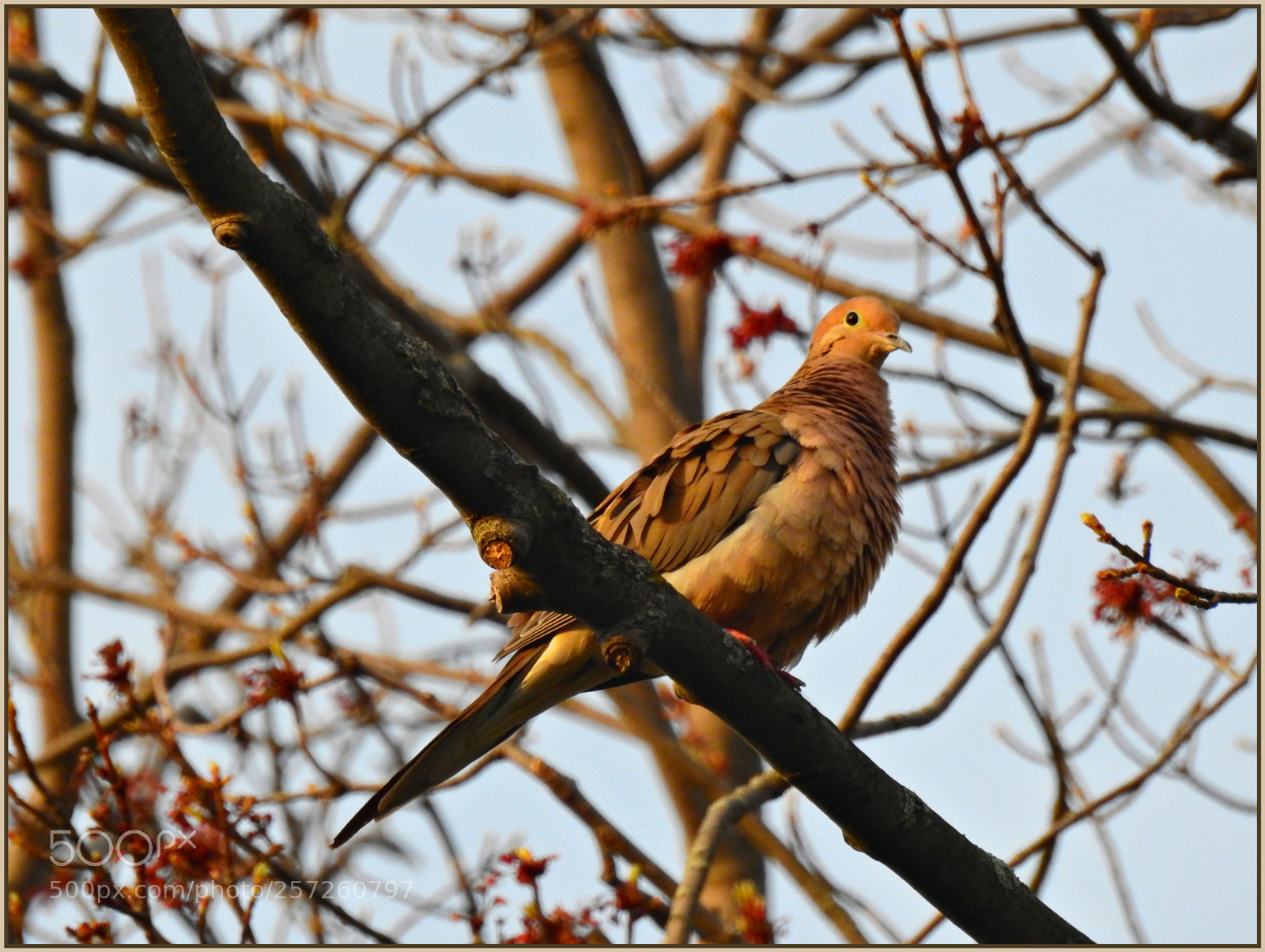 Nikon Coolpix P900 sample photo. Mourning dove photography