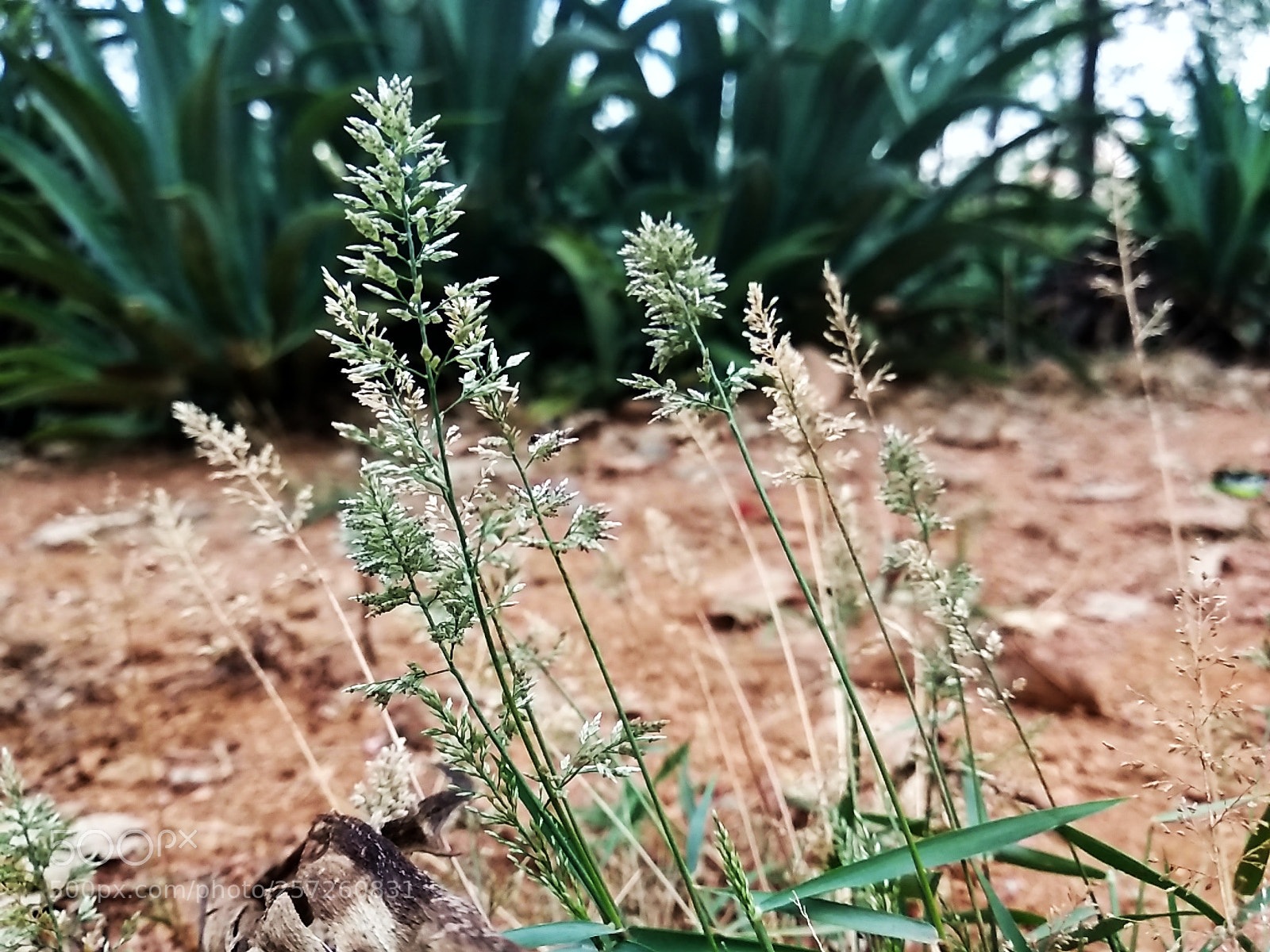Xiaomi Redmi Note 5 sample photo. Untitled photography