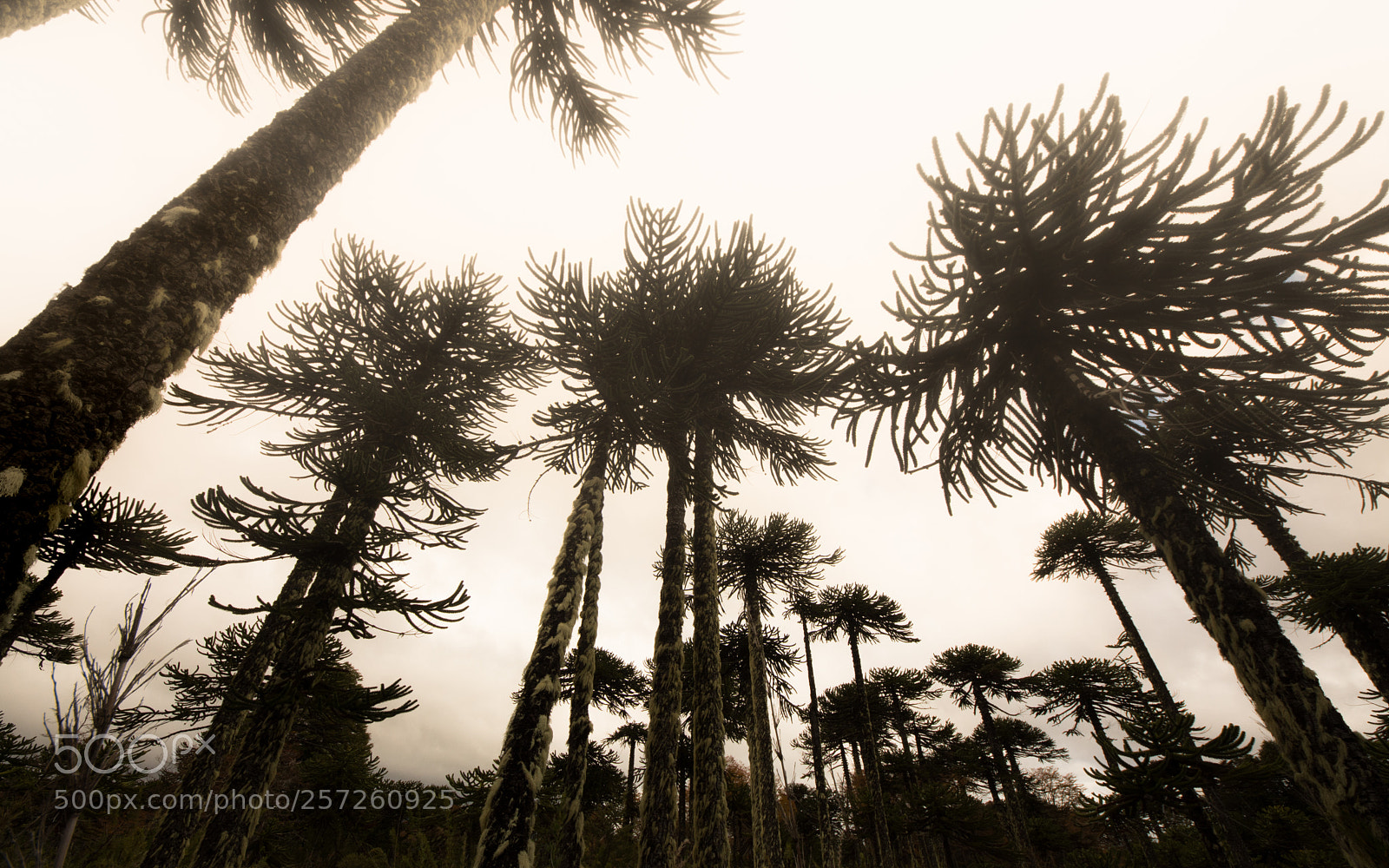 Nikon D7200 sample photo. Araucaria forest photography