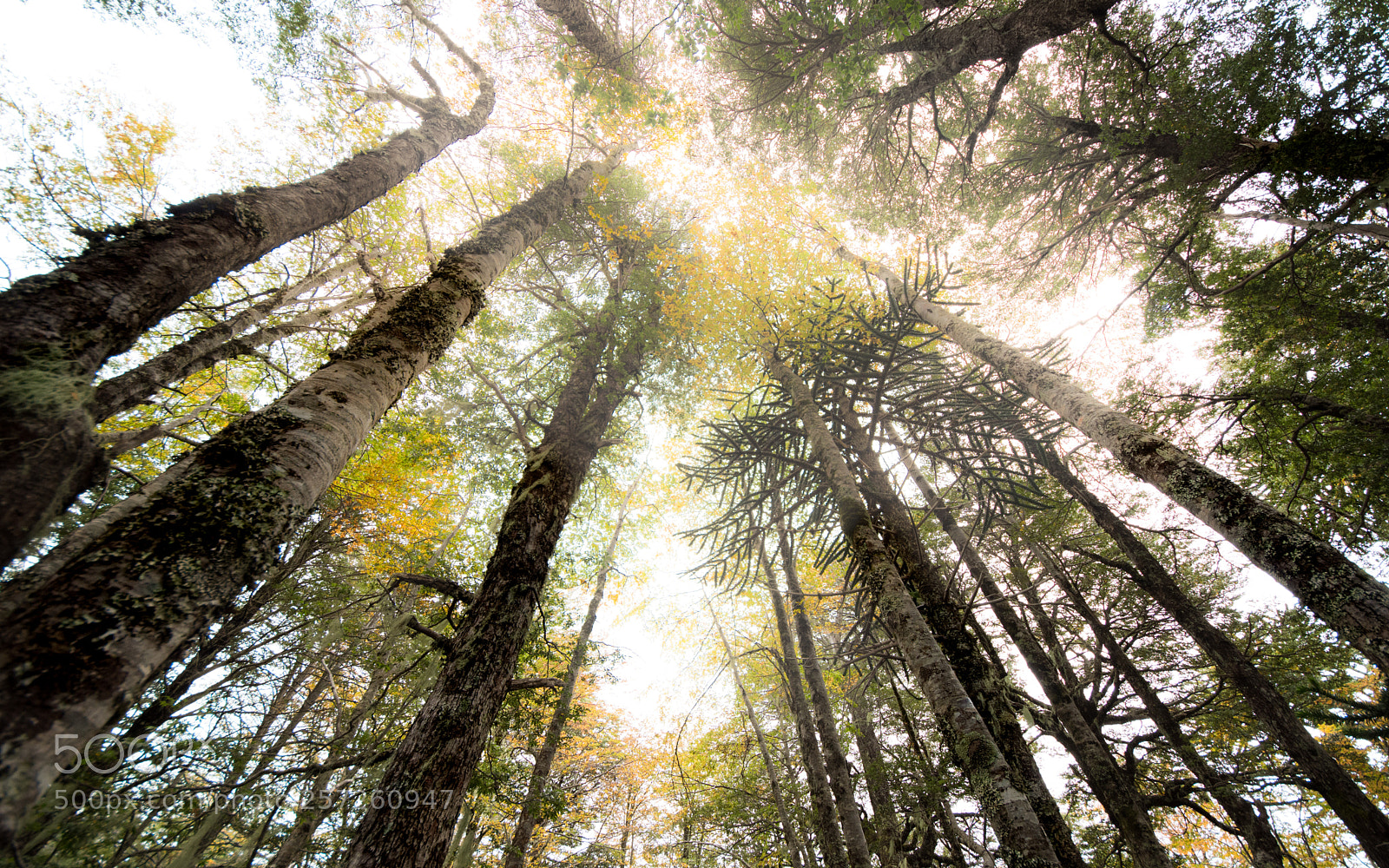 Nikon D7200 sample photo. Native forest in autumn photography