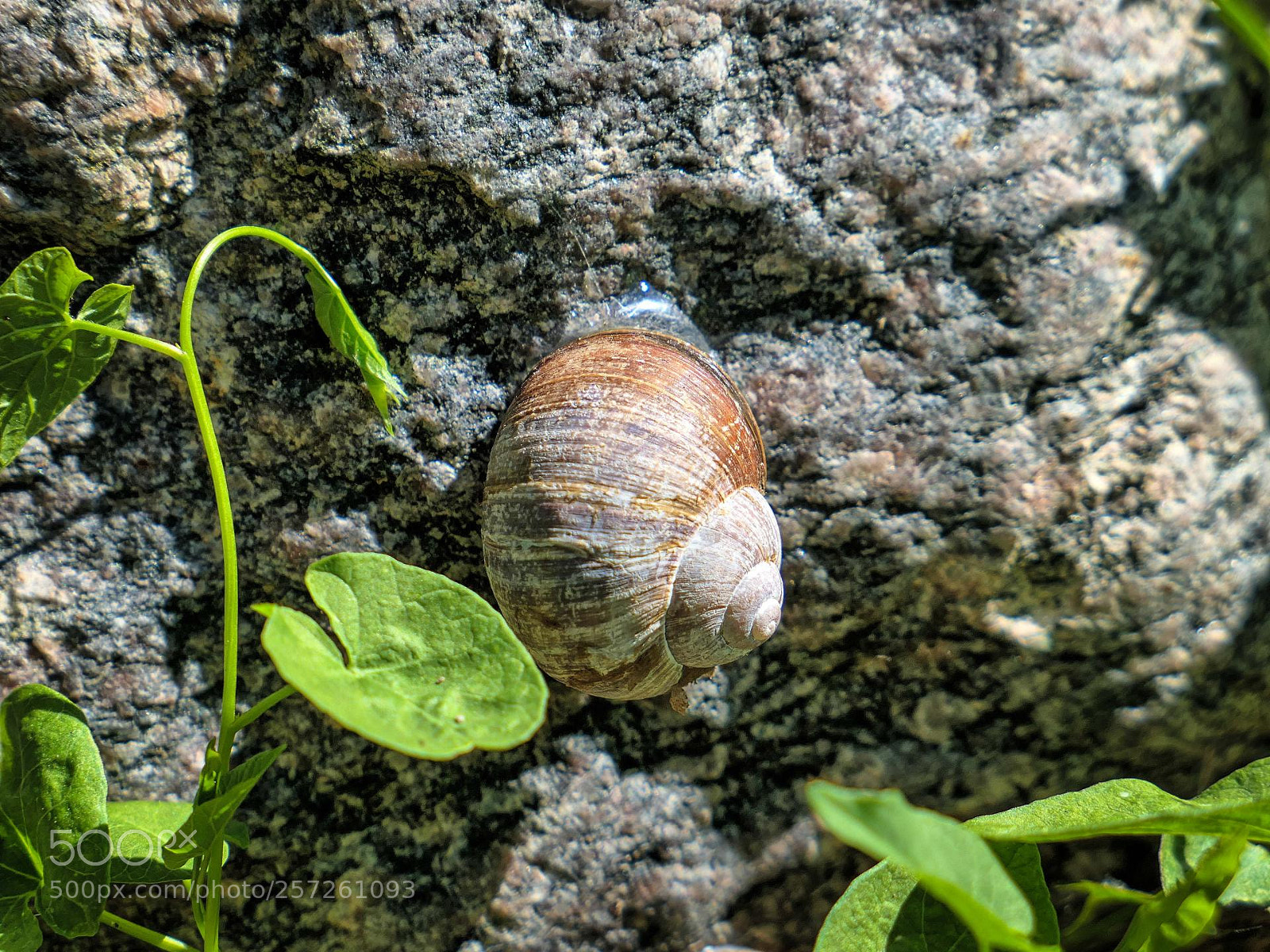 Panasonic Lumix DMC-LX10 (Lumix DMC-LX15) sample photo. Burgundy snail photography