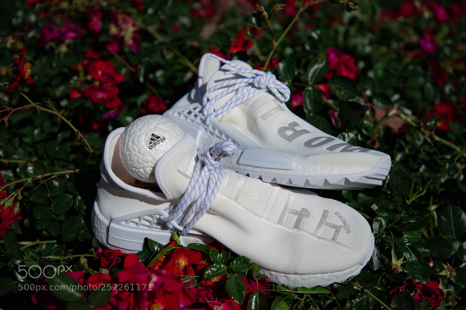 Canon EOS 6D Mark II sample photo. Pharrell holi collection photography