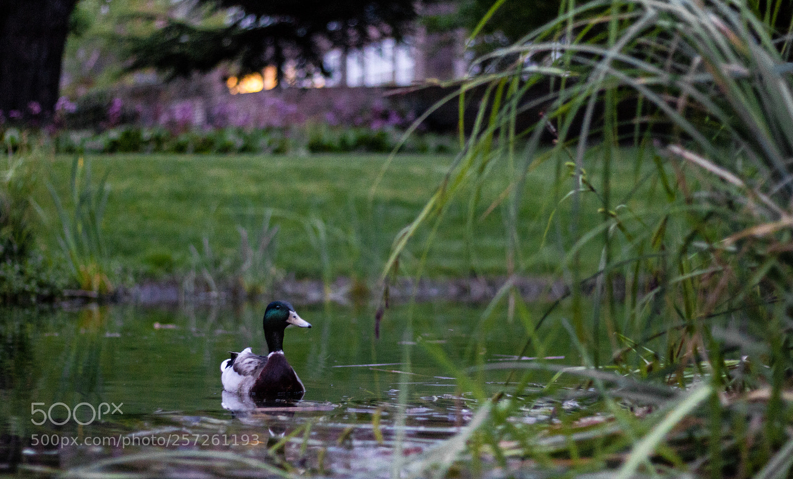 Canon EOS 750D (EOS Rebel T6i / EOS Kiss X8i) sample photo. Duck on the lake photography