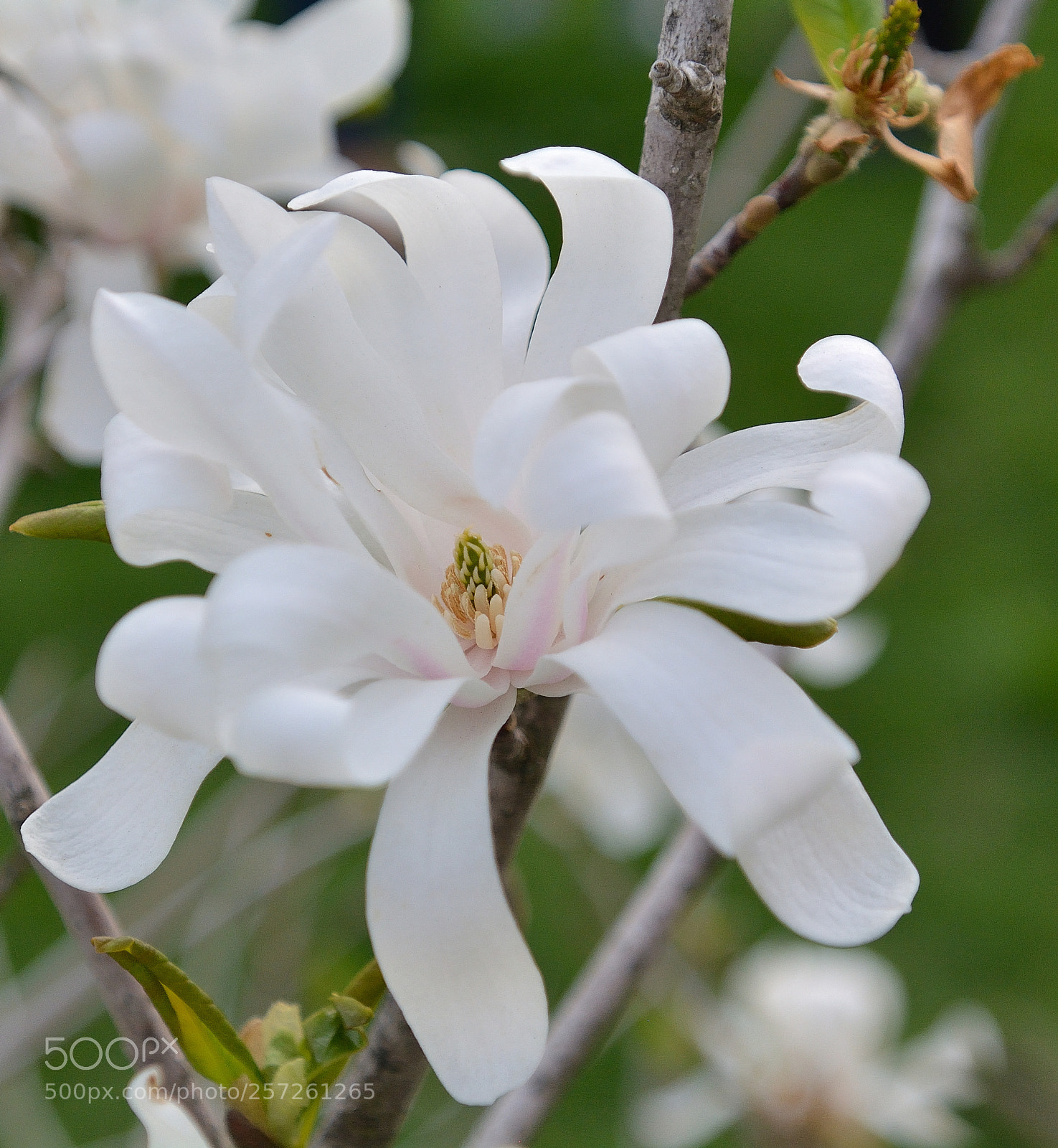 Nikon D5200 sample photo. Dsc photography