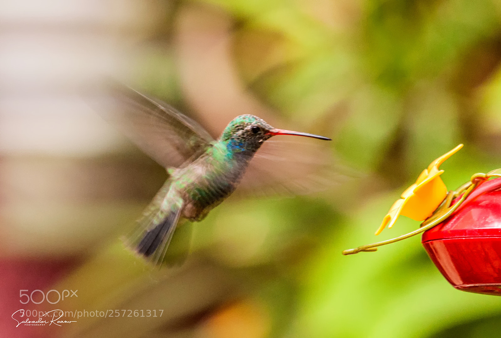 Nikon D5000 sample photo. Hummingbird photography