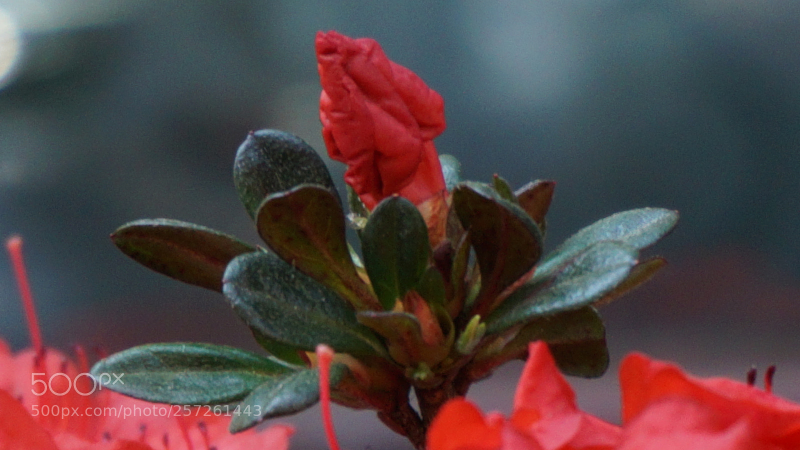 Sony a6000 sample photo. Flower photography