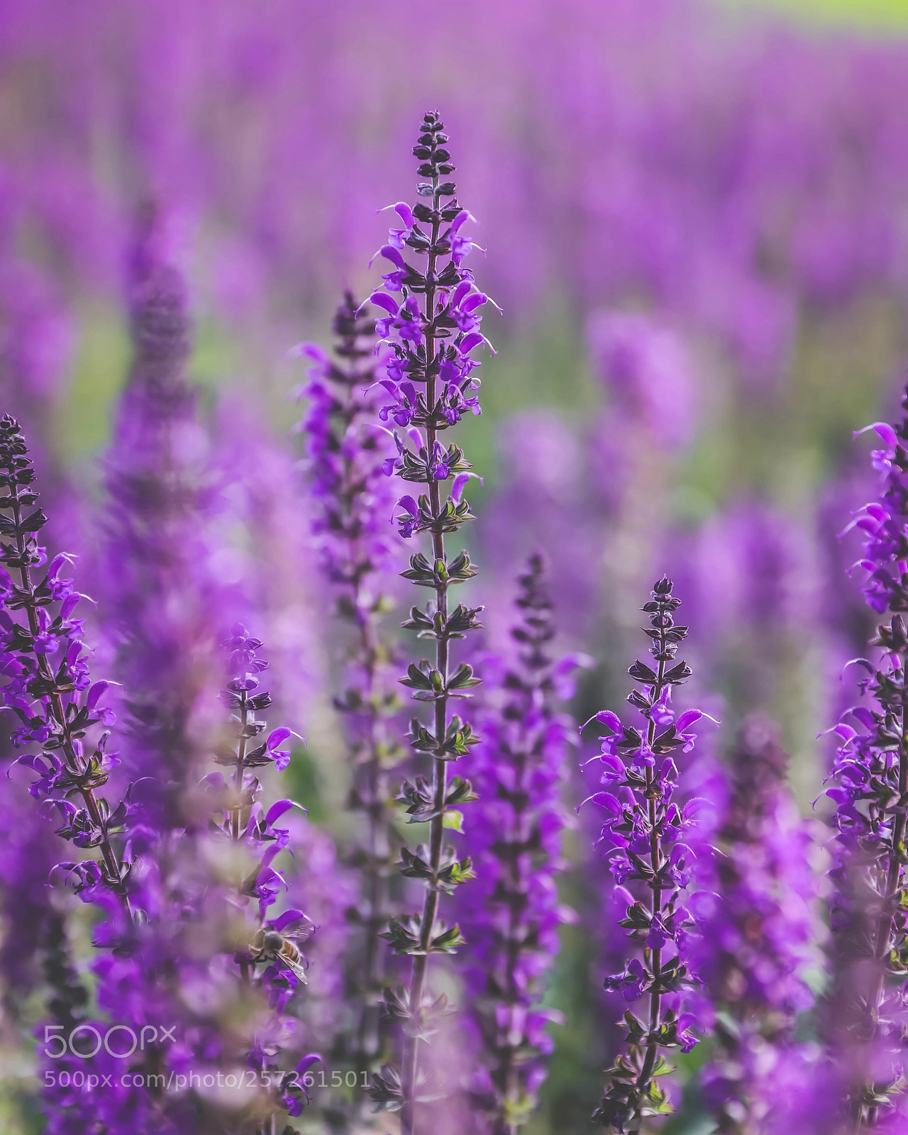 Canon EOS 6D Mark II sample photo. Study in purple photography