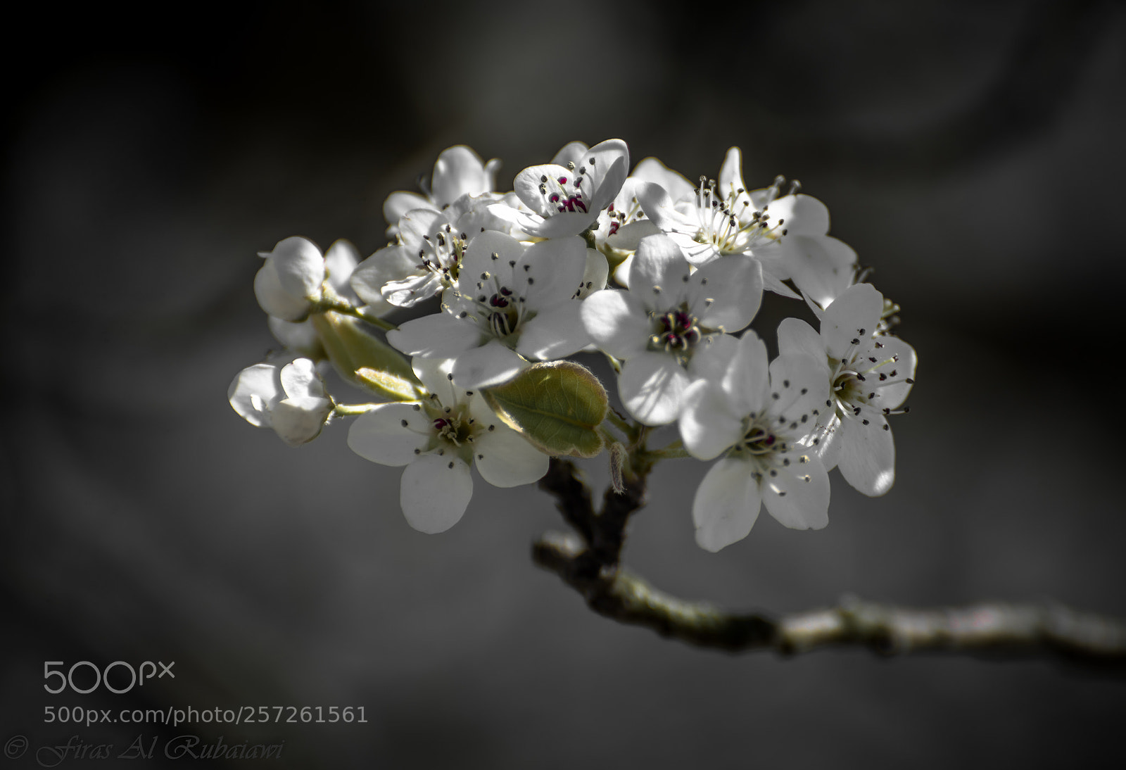 Nikon D610 sample photo. 2 photography