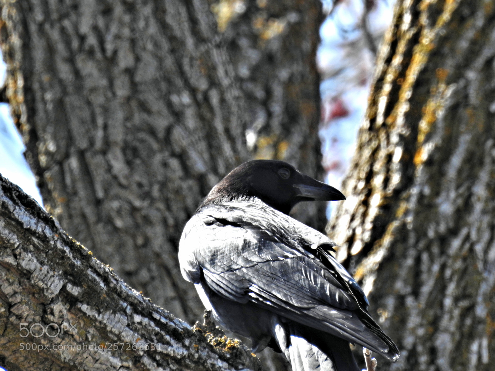 Nikon Coolpix P900 sample photo. Big crow photography