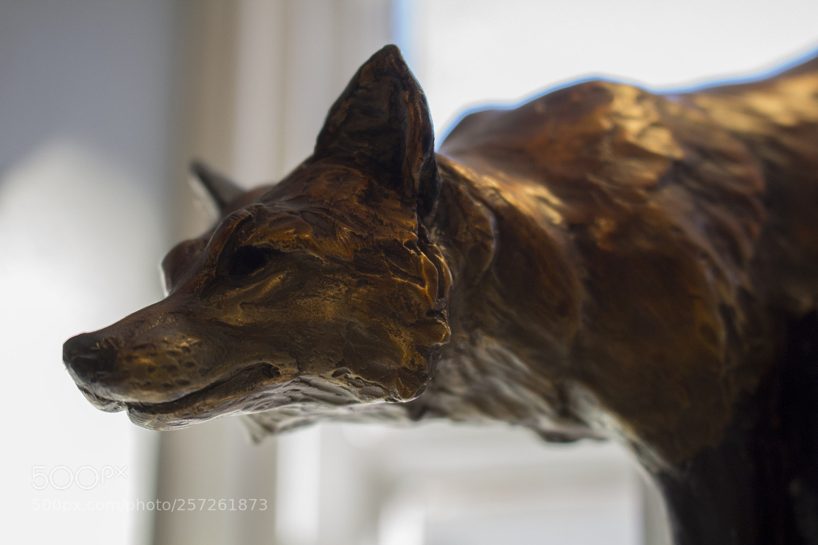 Canon EOS 700D (EOS Rebel T5i / EOS Kiss X7i) sample photo. Bronze fox photography