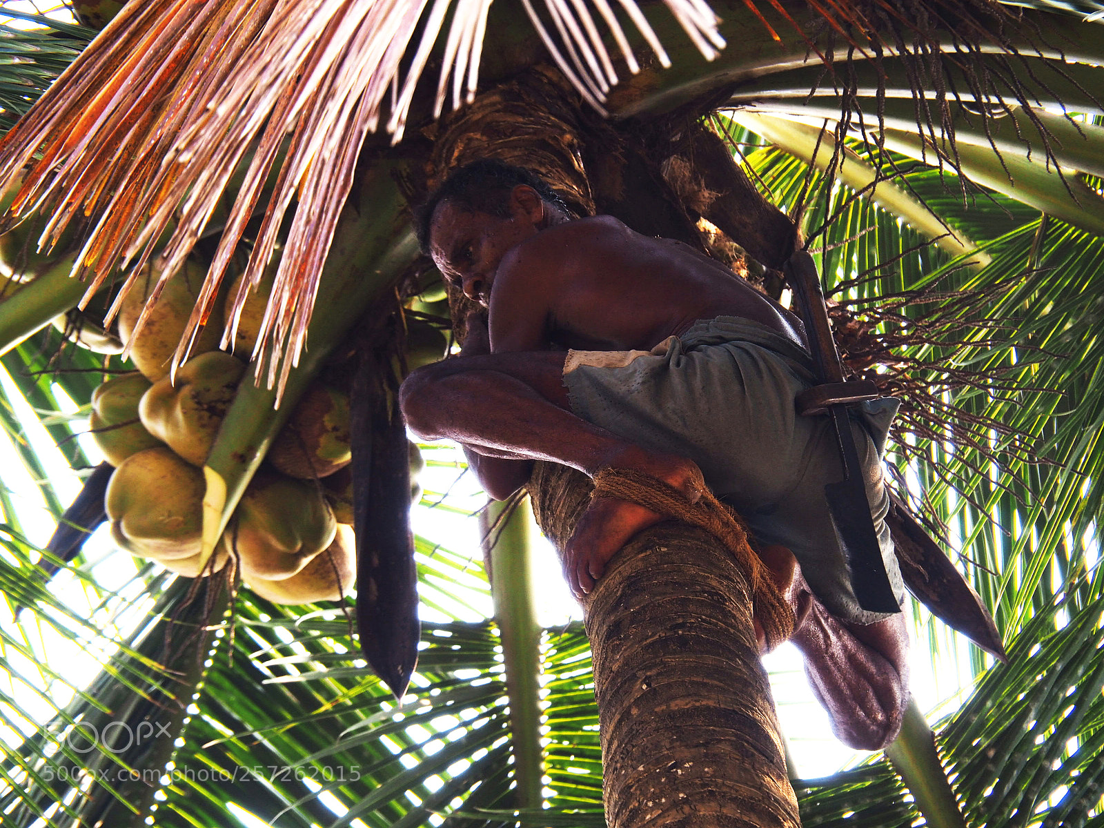 Olympus OM-D E-M10 II sample photo. Coconut man photography