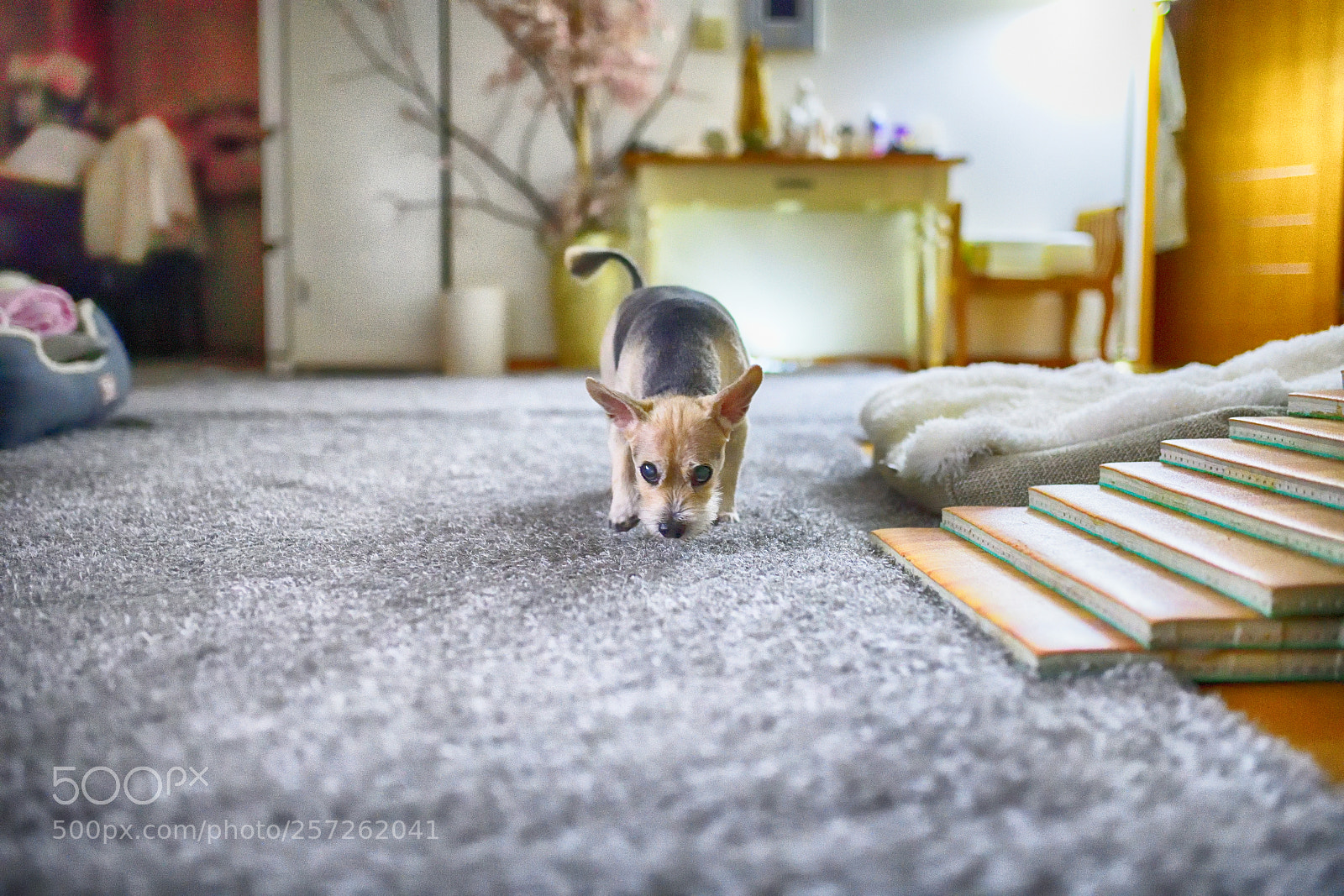 Nikon D850 sample photo. Ppu photography
