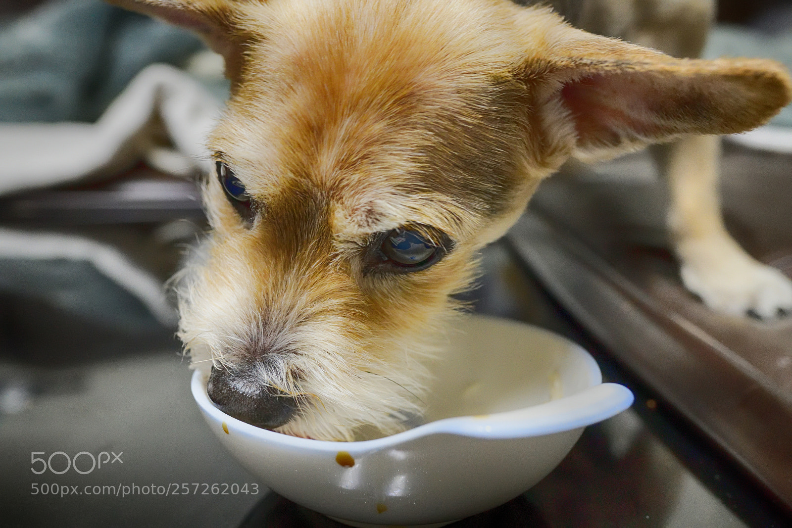 Nikon D850 sample photo. Ppu photography