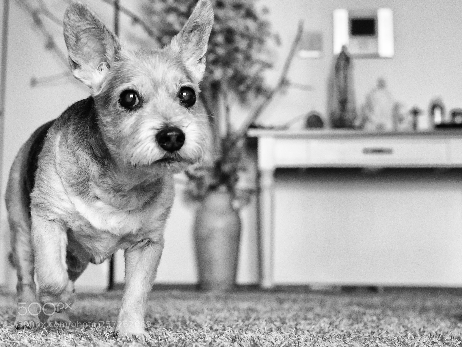 Nikon D850 sample photo. Ppu photography