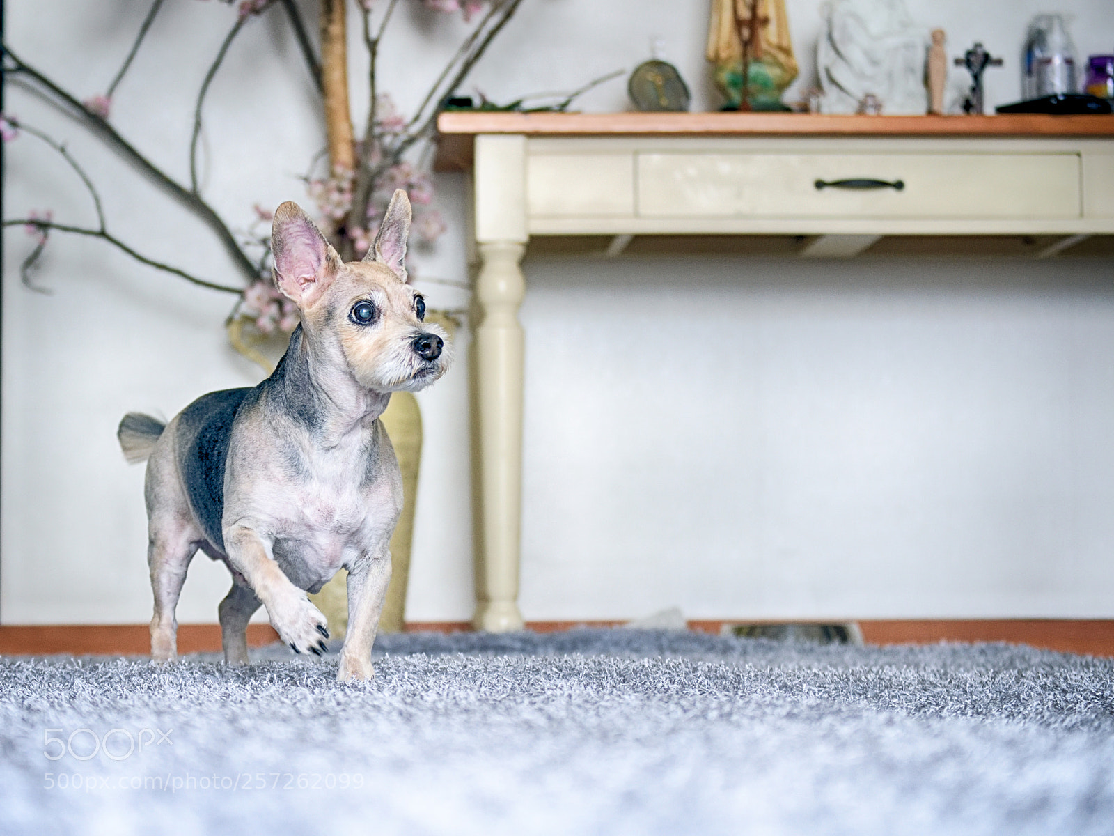 Nikon D850 sample photo. Ppu photography