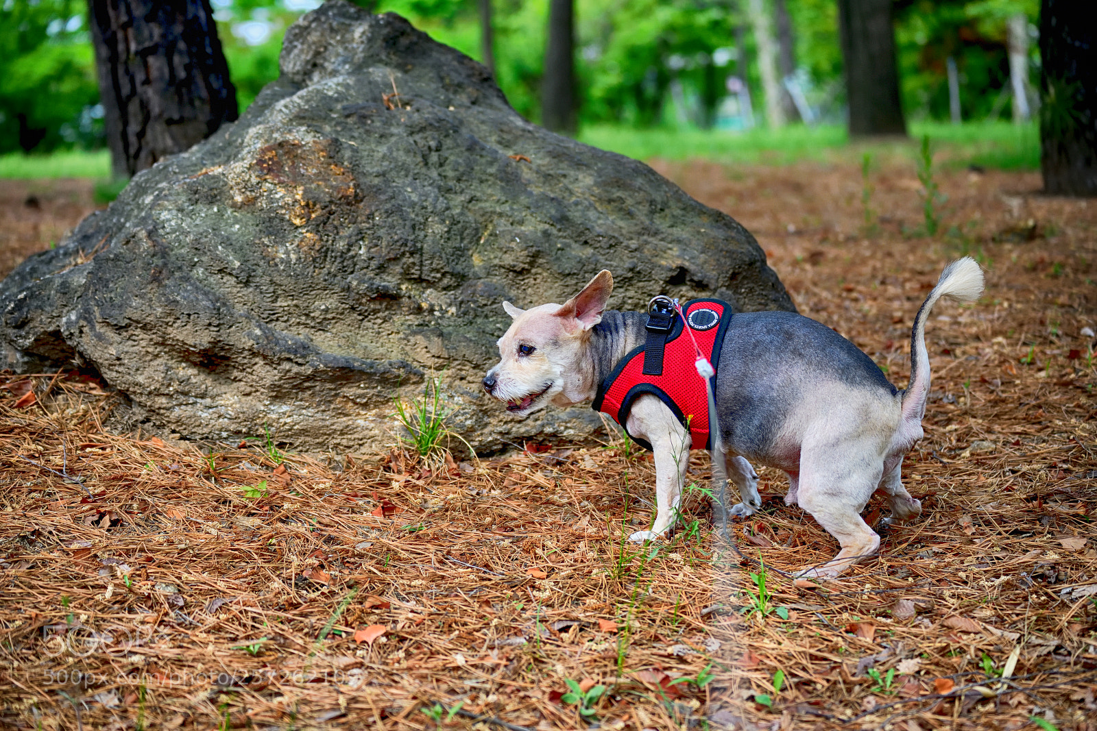 Nikon D850 sample photo. Ppu photography