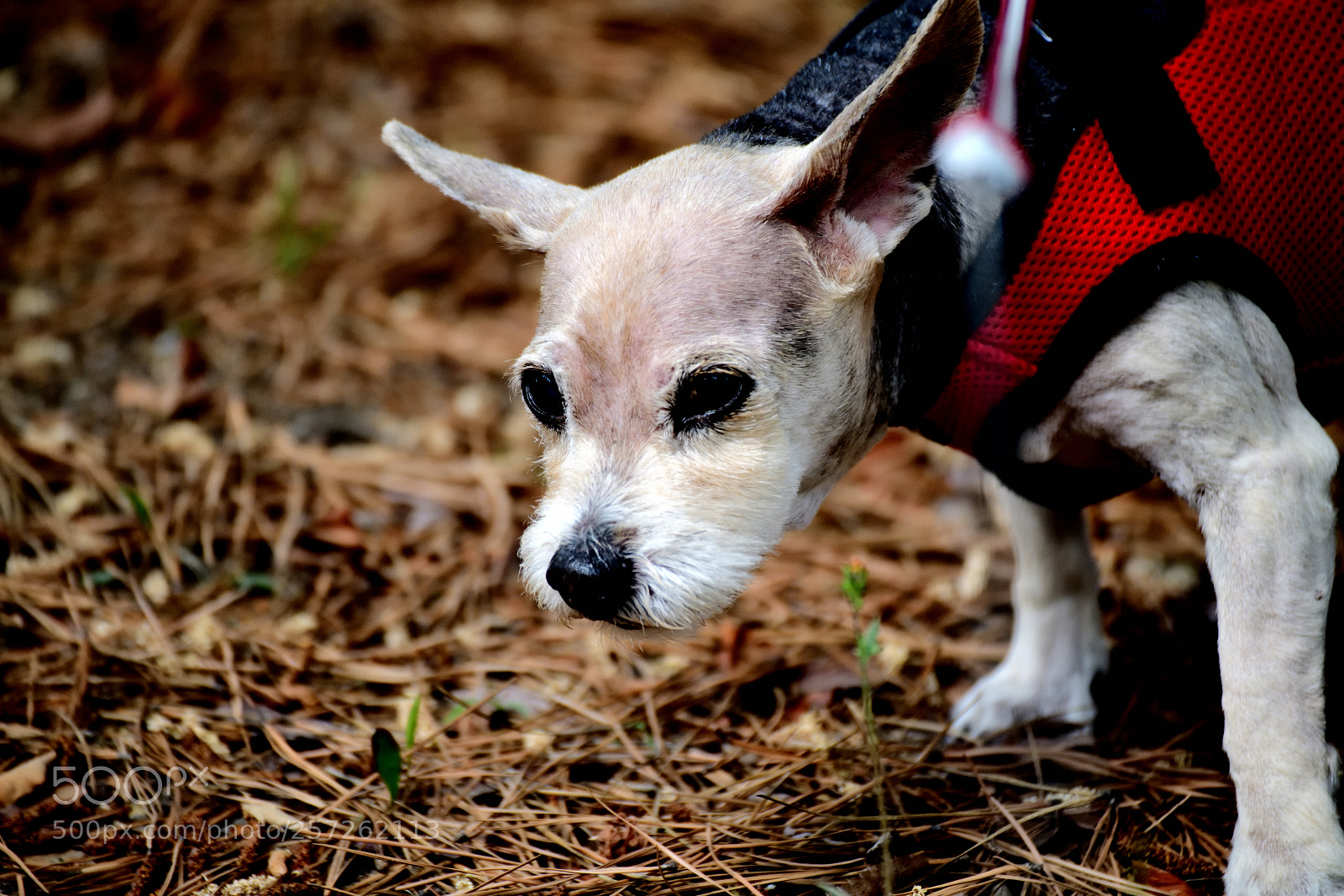 Nikon D850 sample photo. Ppu photography
