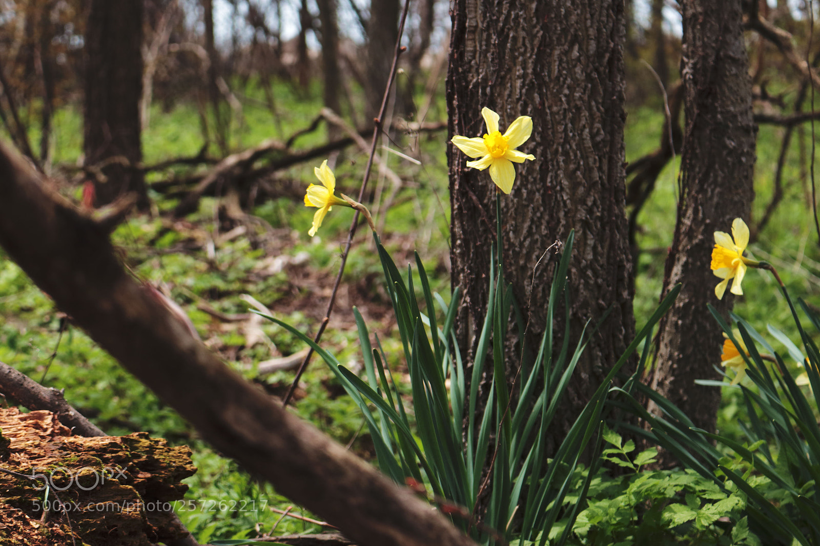 Canon EOS 700D (EOS Rebel T5i / EOS Kiss X7i) sample photo. Untitled photography