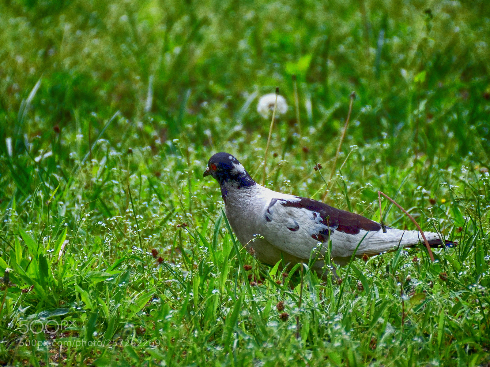 Nikon D850 sample photo. 850_0779_00001.jpg photography