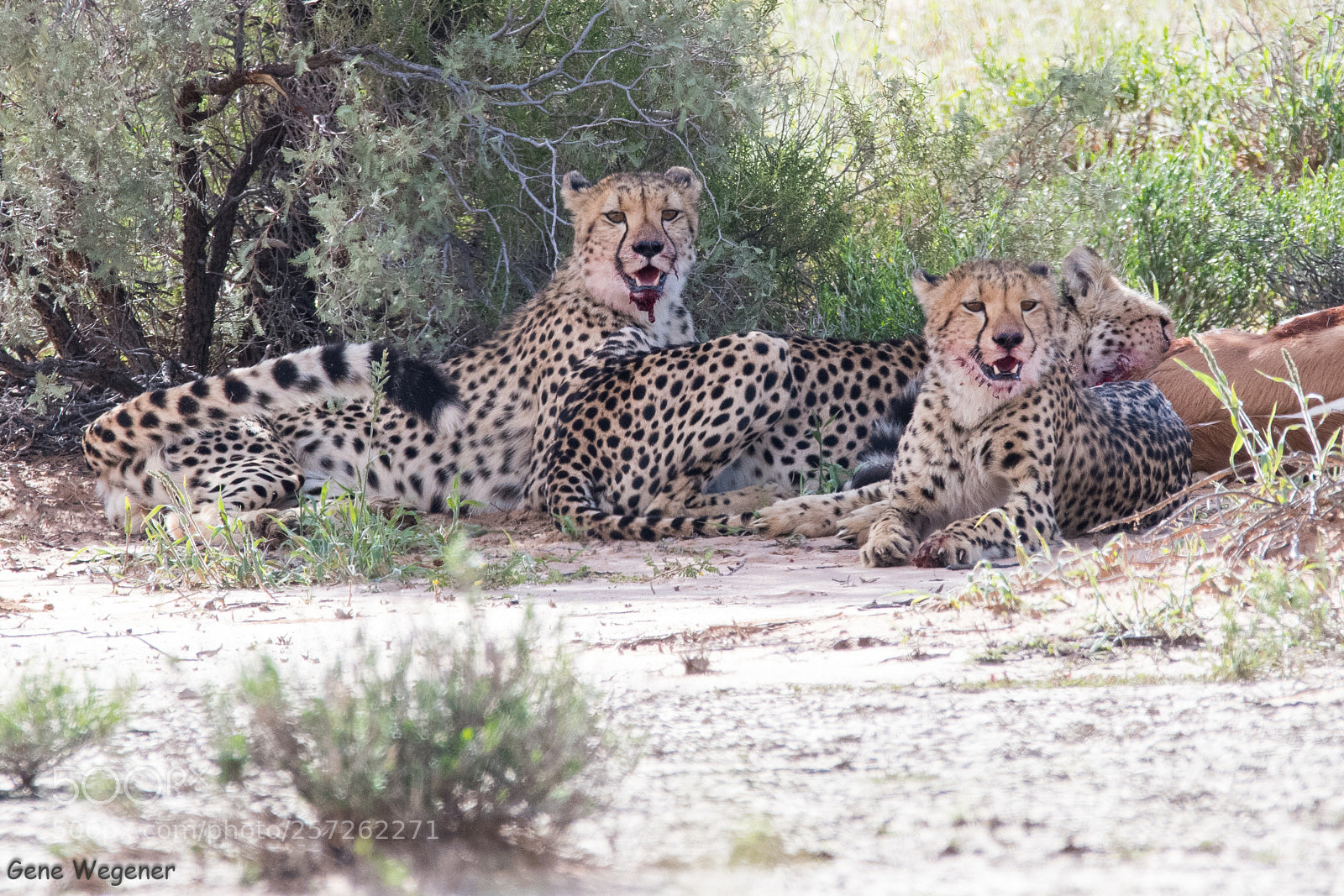 Nikon D7500 sample photo. Cheetah kill photography