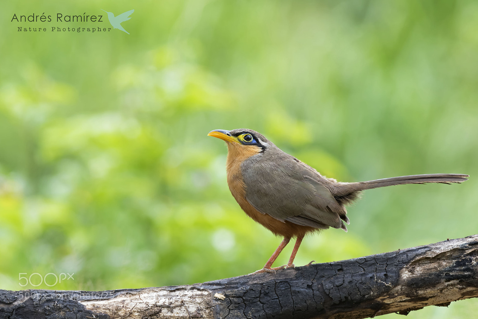 Canon EOS 7D Mark II sample photo. Lesser ground-cuckoo photography