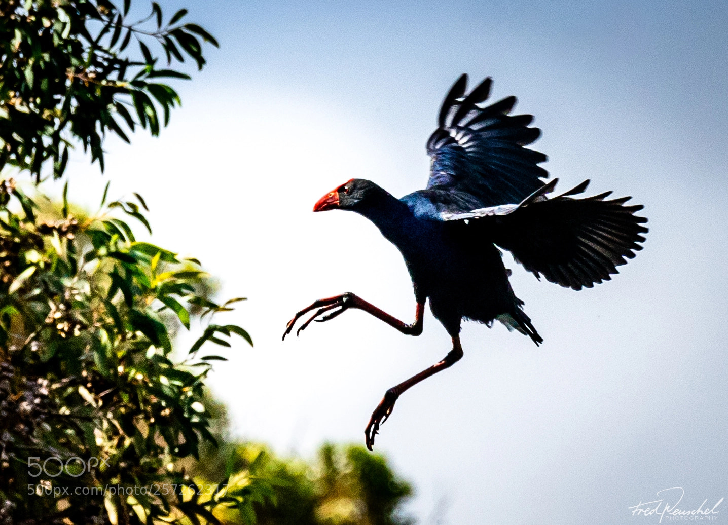Sony a7R II sample photo. Purple swamphen photography