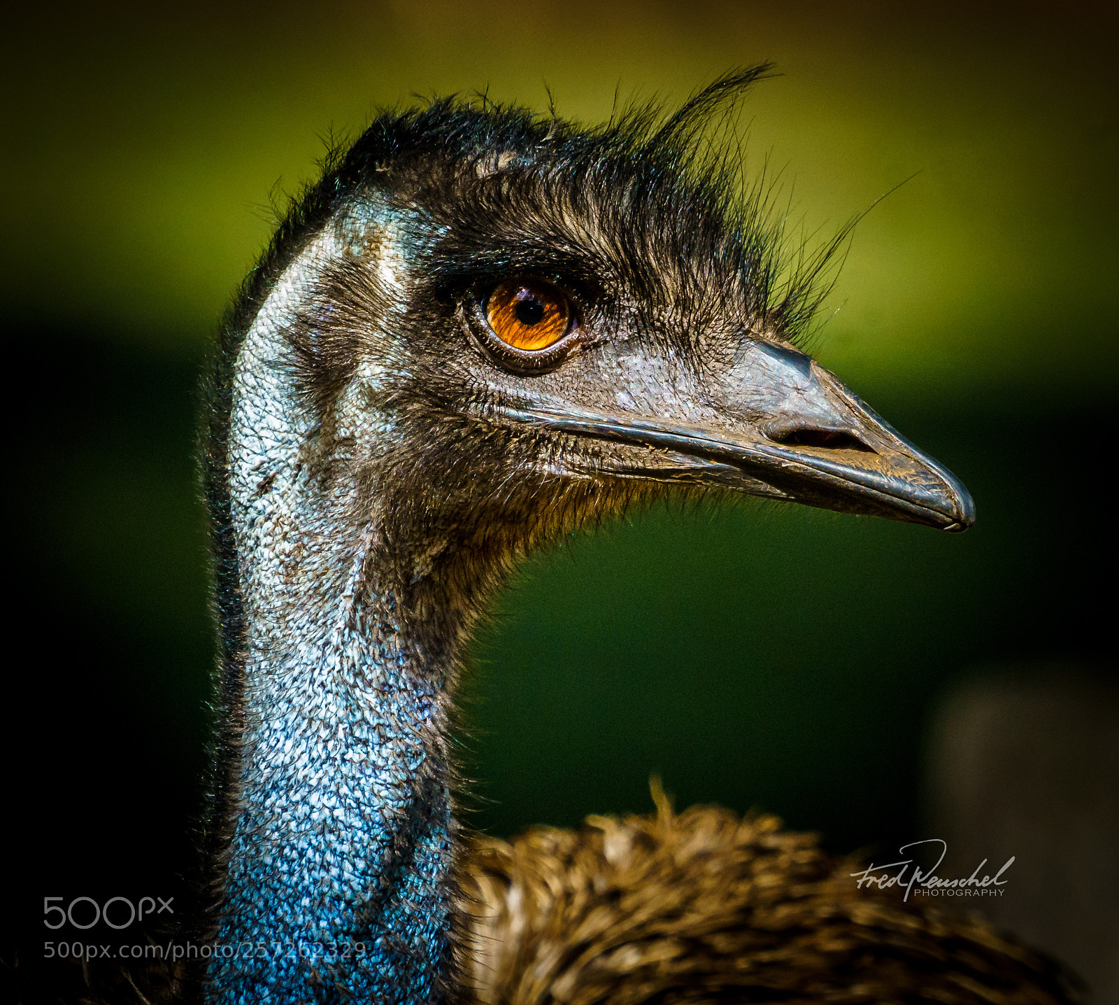 Sony a7R II sample photo. Emu portrait photography