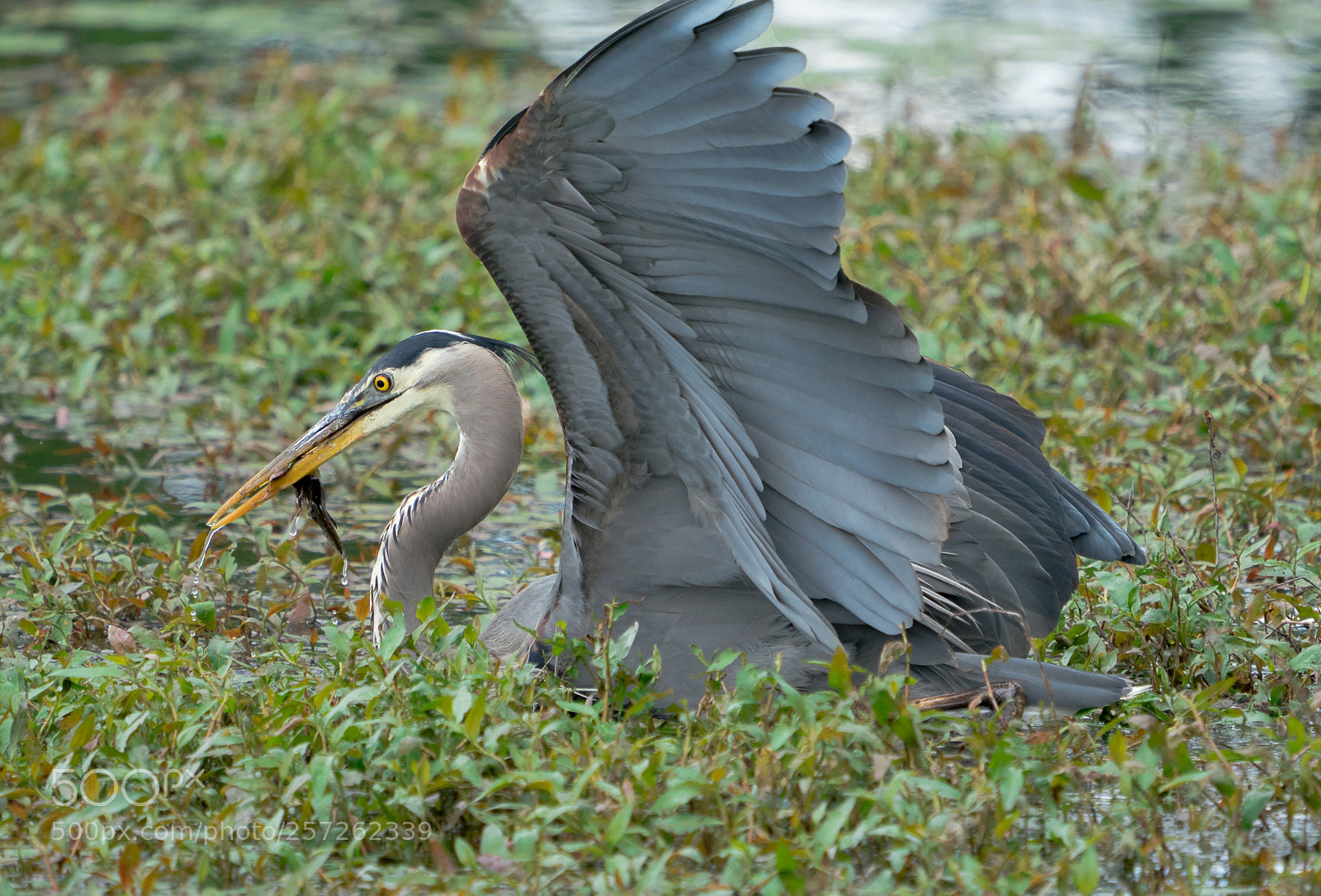 Sony a9 sample photo. Dealh of a salamander photography