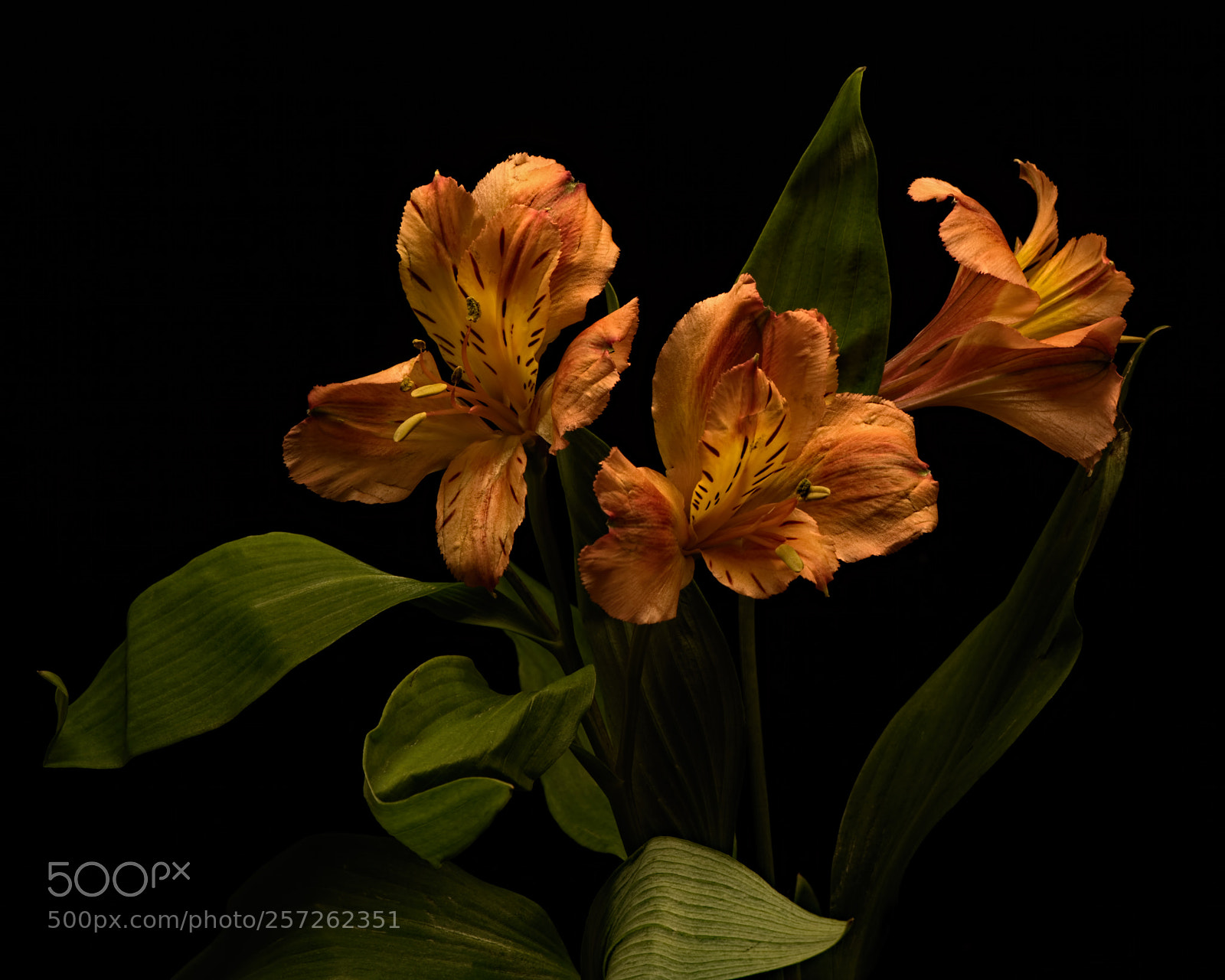 Nikon D810 sample photo. Three alstroemeria blooms 0918 photography