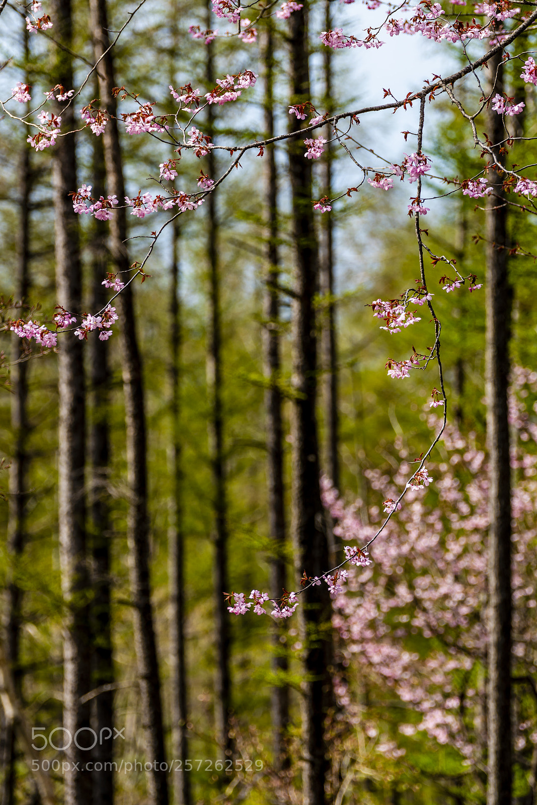 Sony a7R III sample photo. Yamazakura photography