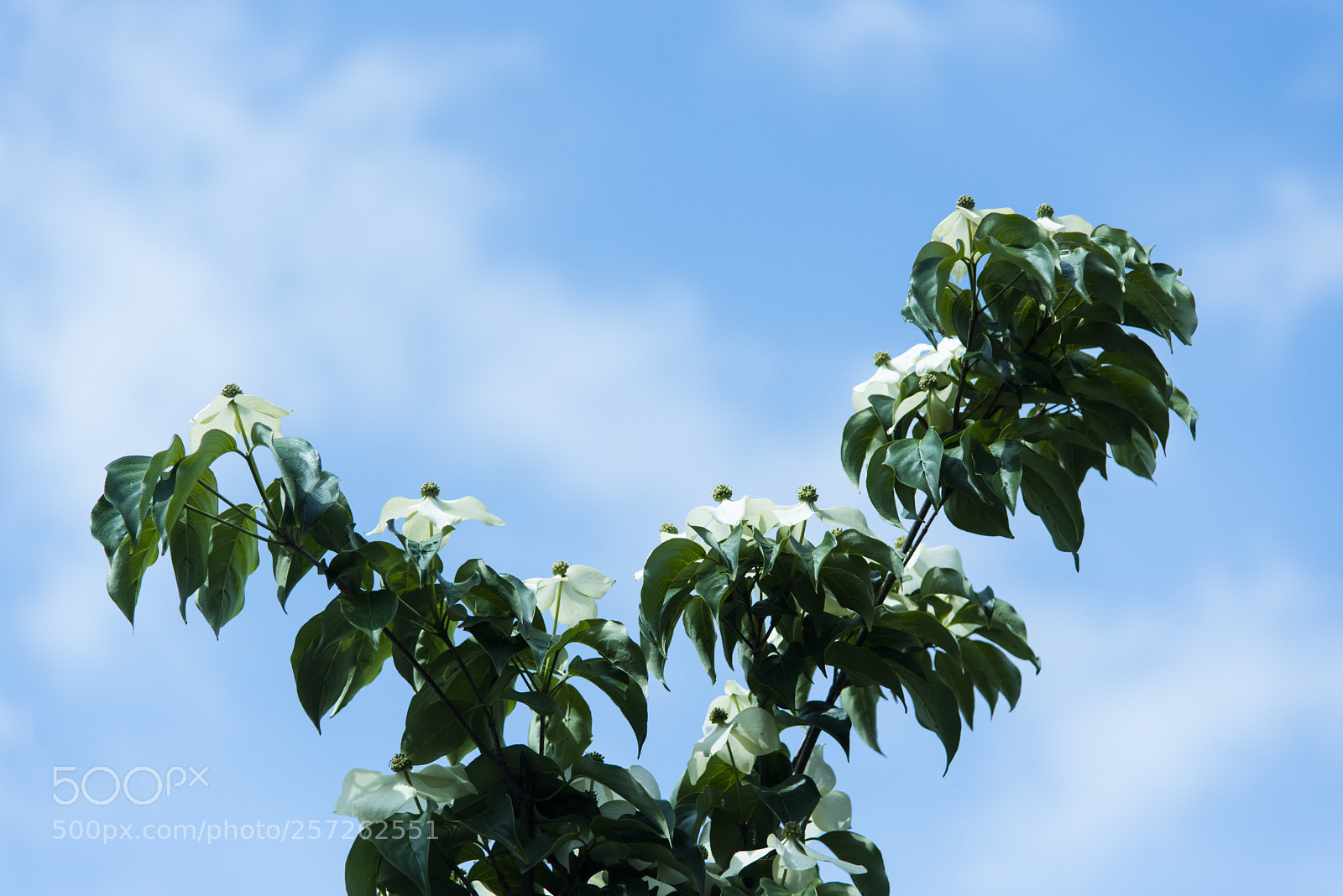 Nikon D810 sample photo. Look up   no.5 photography