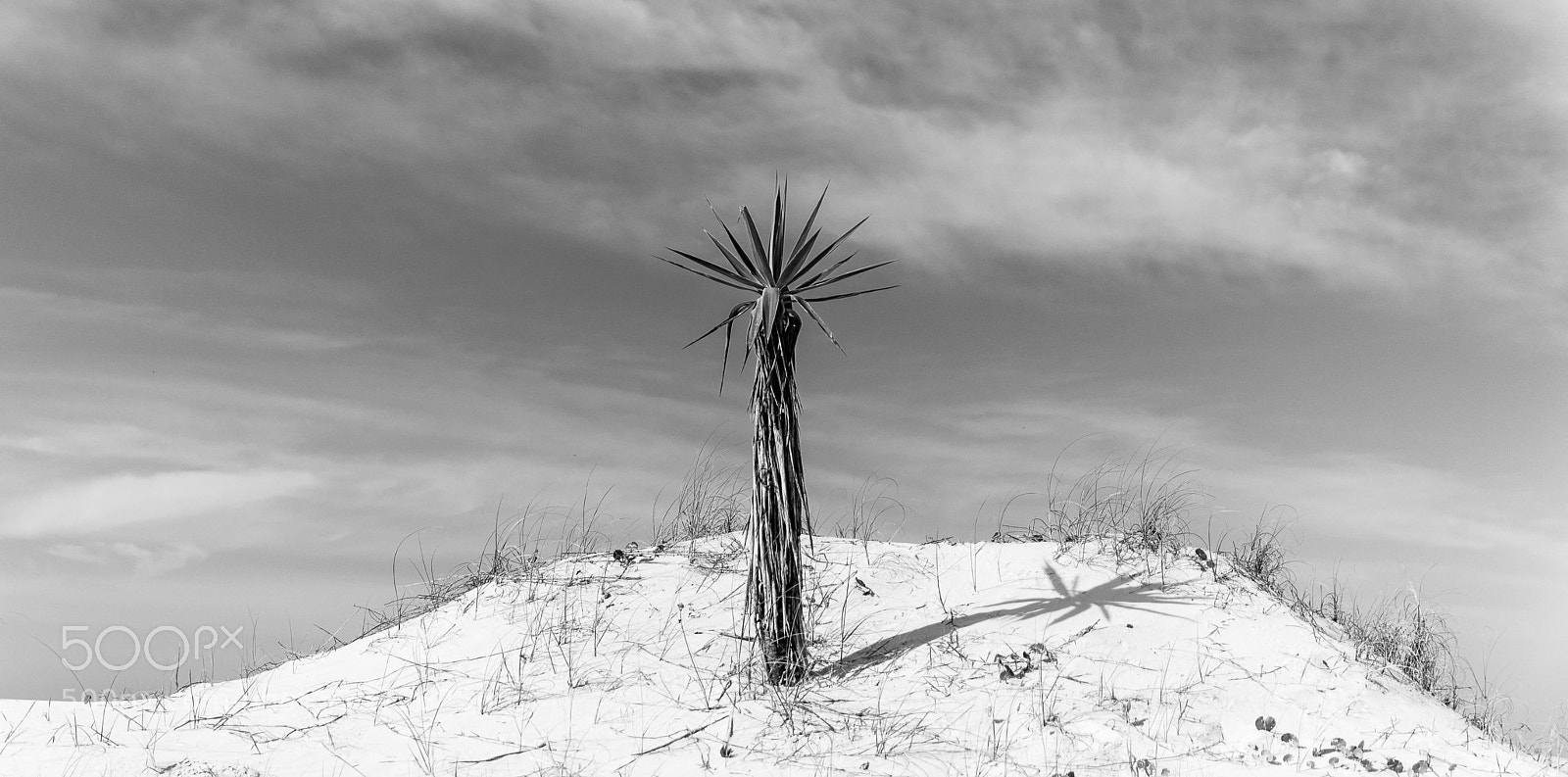 Canon EOS 70D sample photo. Alone in the desert photography