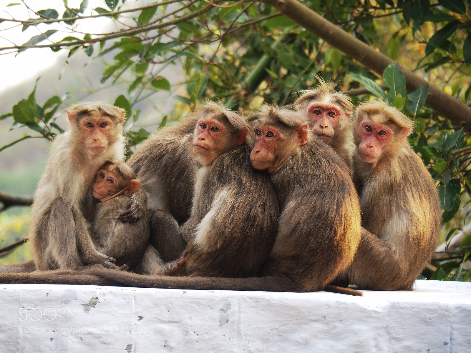 Olympus OM-D E-M10 II sample photo. Monkey family photography