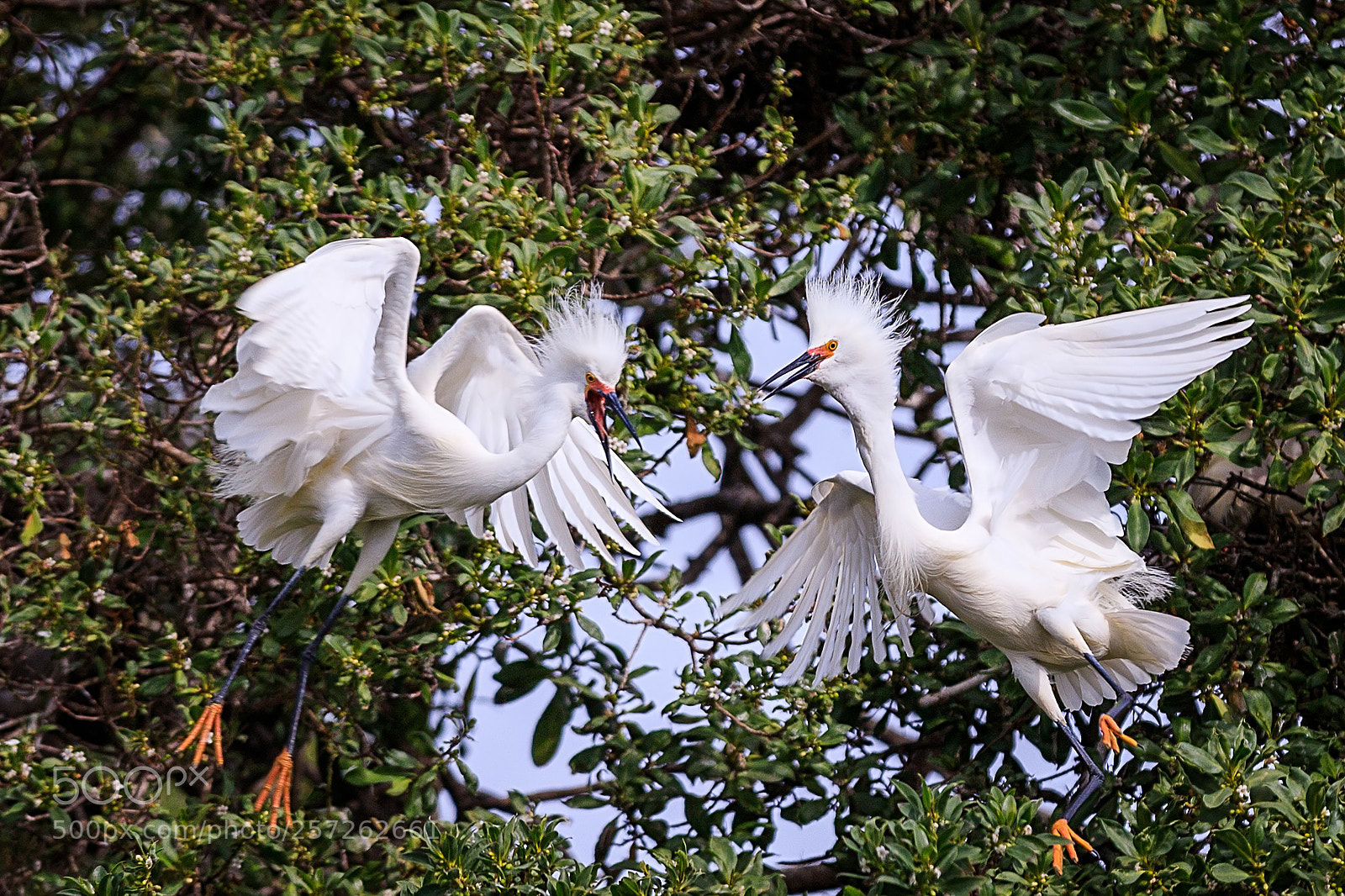 Canon EOS 6D Mark II sample photo. F photography