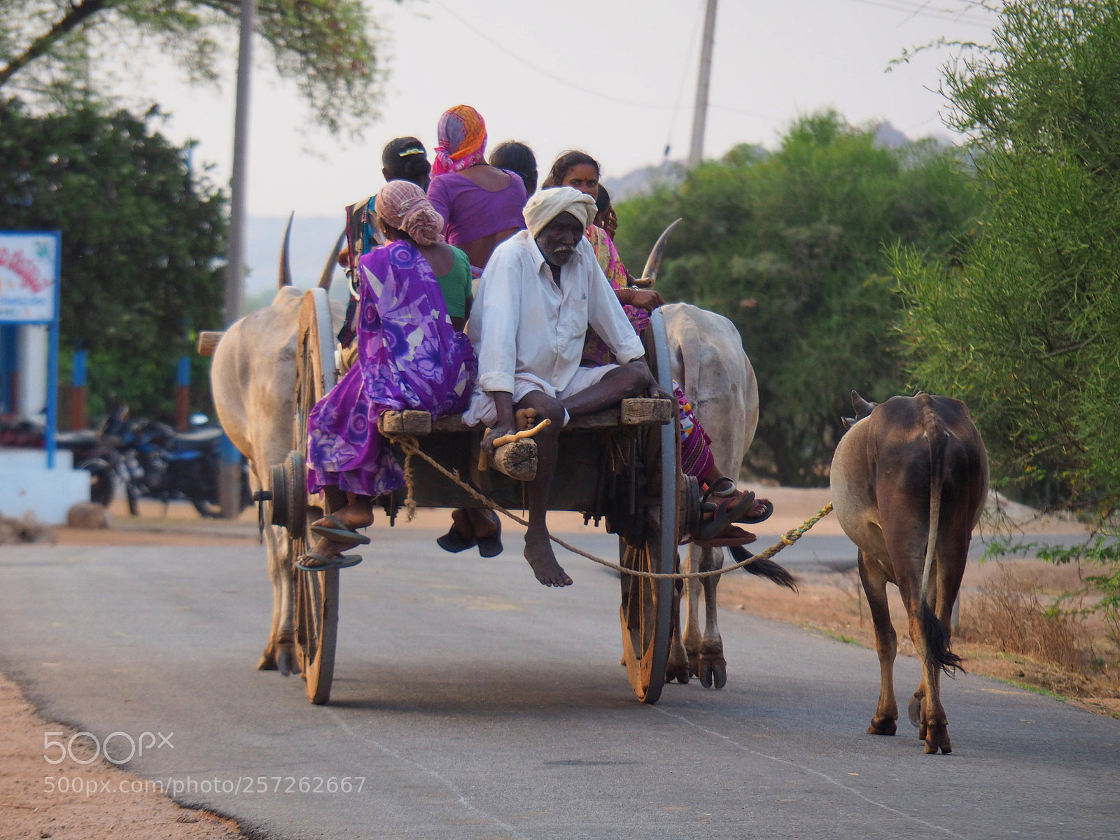Olympus OM-D E-M10 II sample photo. Cow cart 2 photography