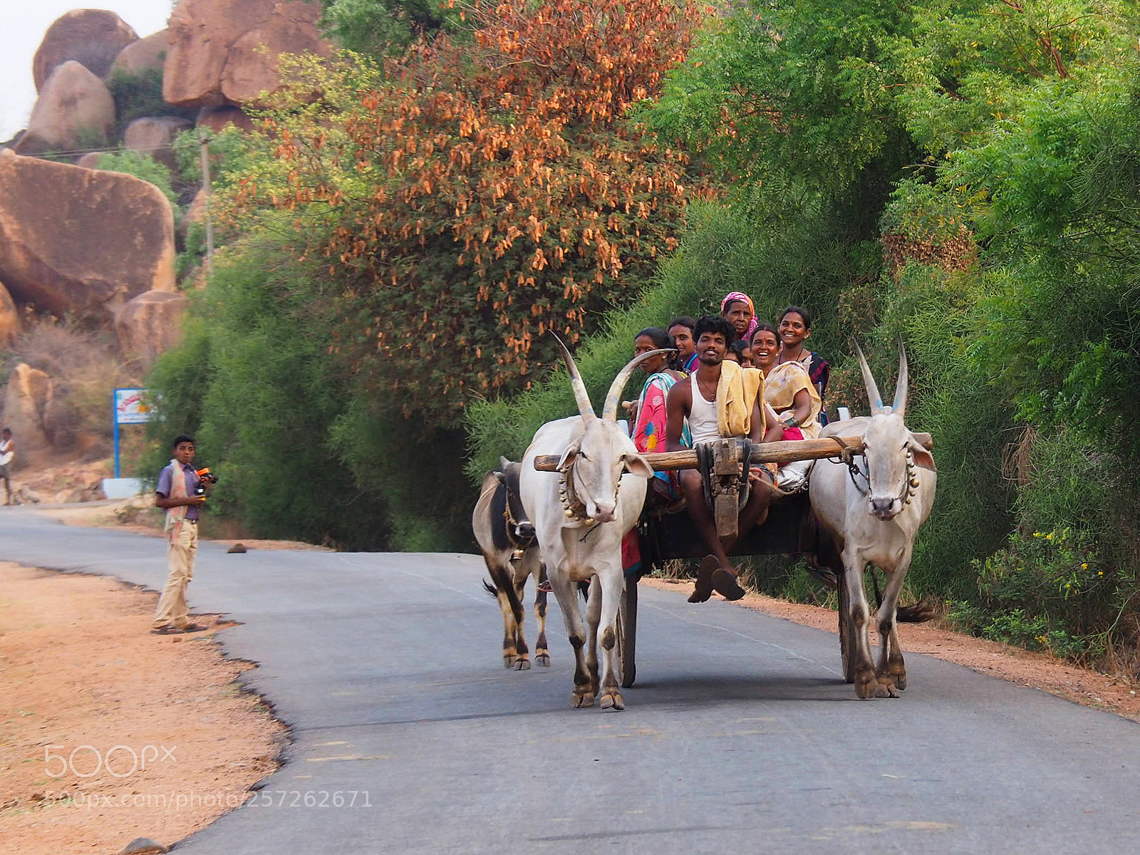 Olympus OM-D E-M10 II sample photo. Cow cart photography