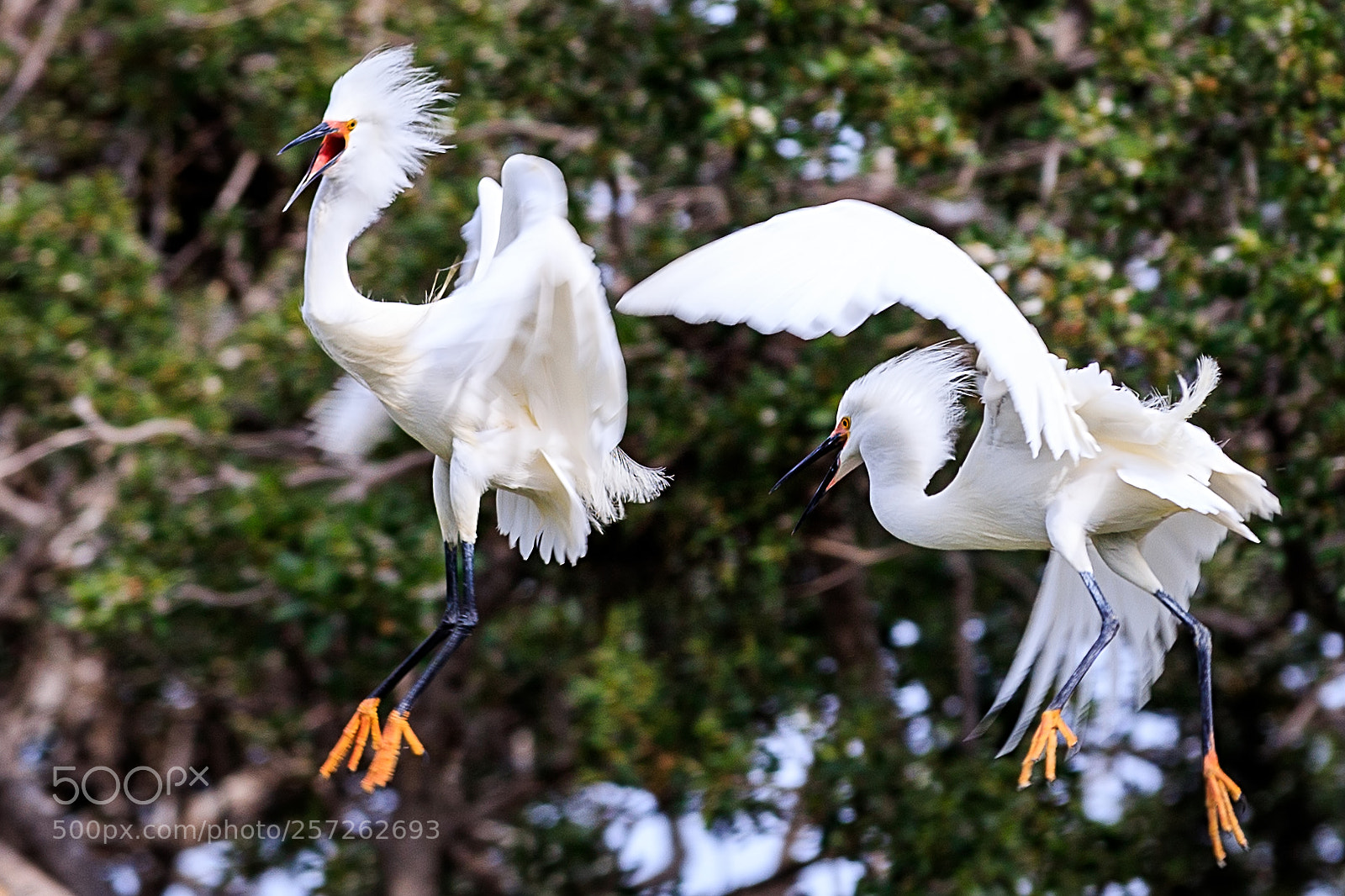 Canon EOS 6D Mark II sample photo. F photography