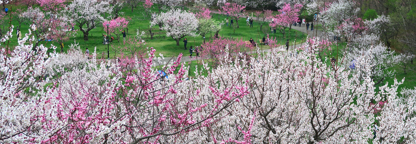 Canon PowerShot G7 X sample photo. Hokkaido x spring photography