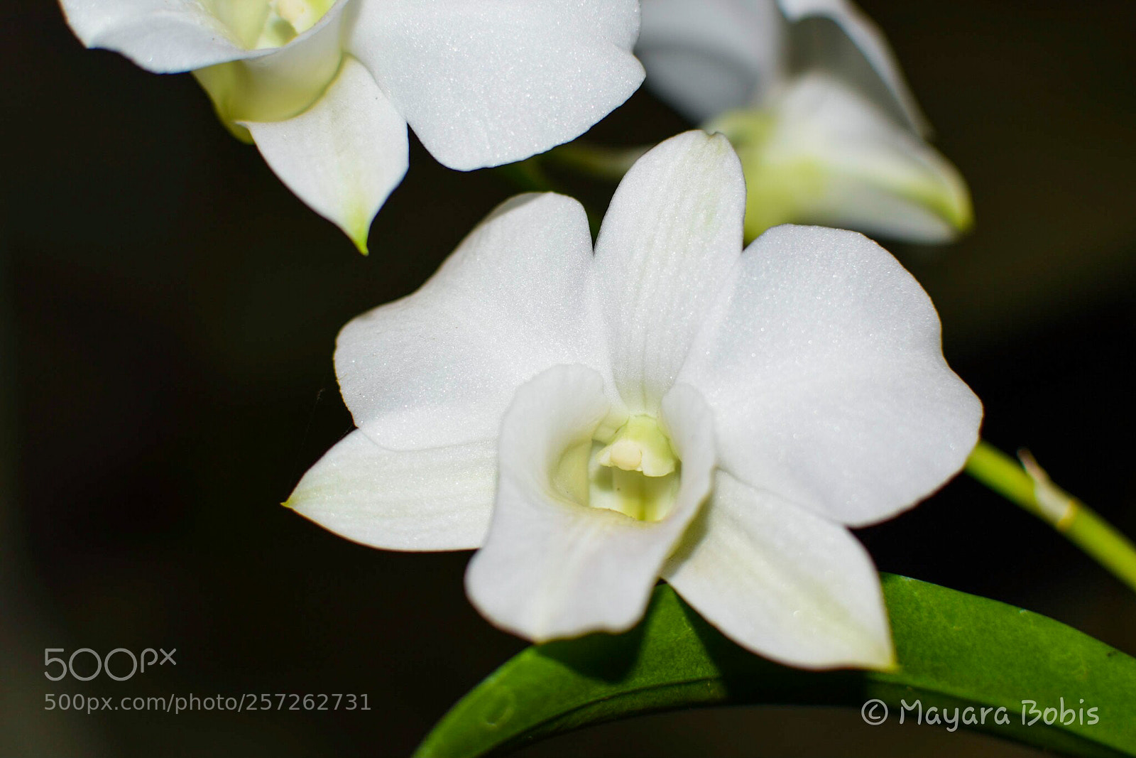 Nikon D3300 sample photo. Denphal orchid photography