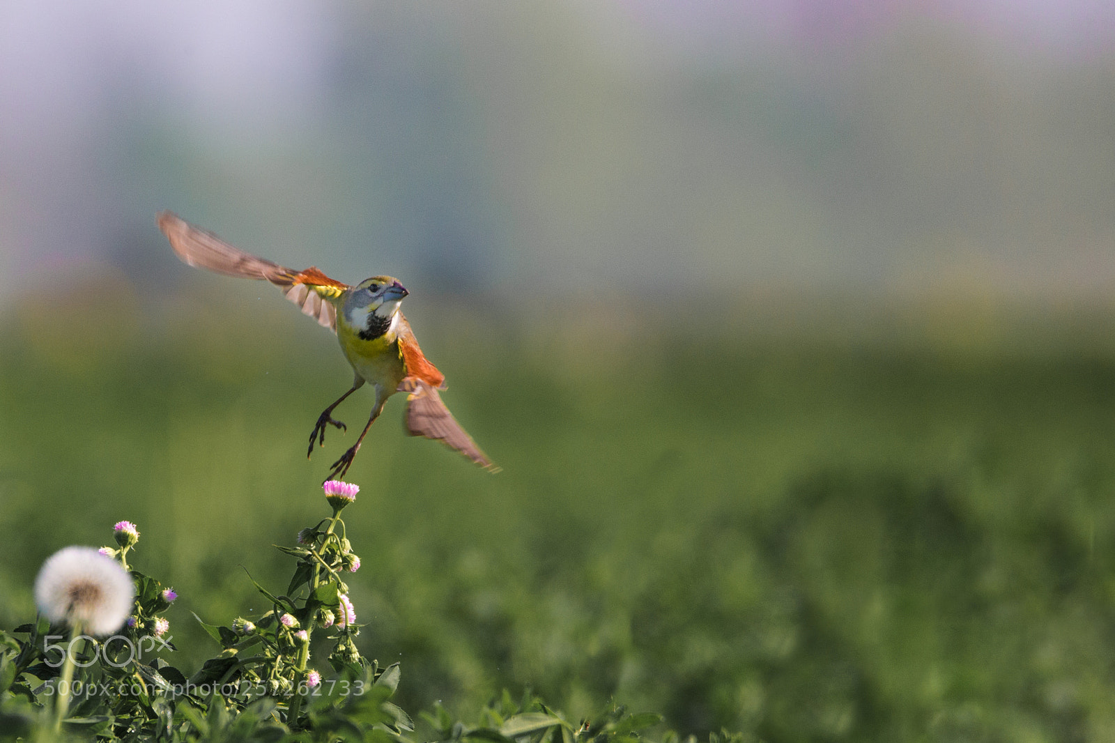 Canon EOS 6D sample photo. Dickcissel lighting on a photography