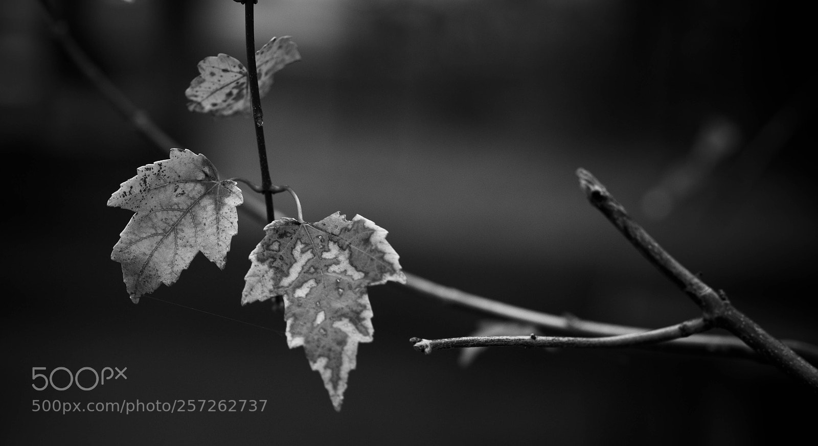 Sony SLT-A99V sample photo. Oak leaf photography