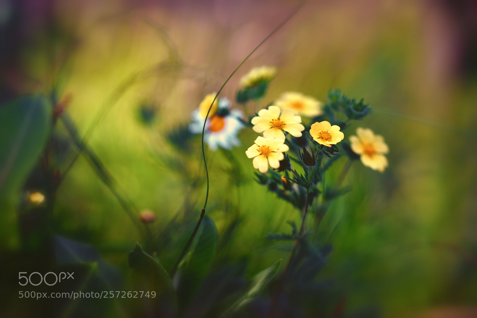 Nikon D810 sample photo. A gift photography